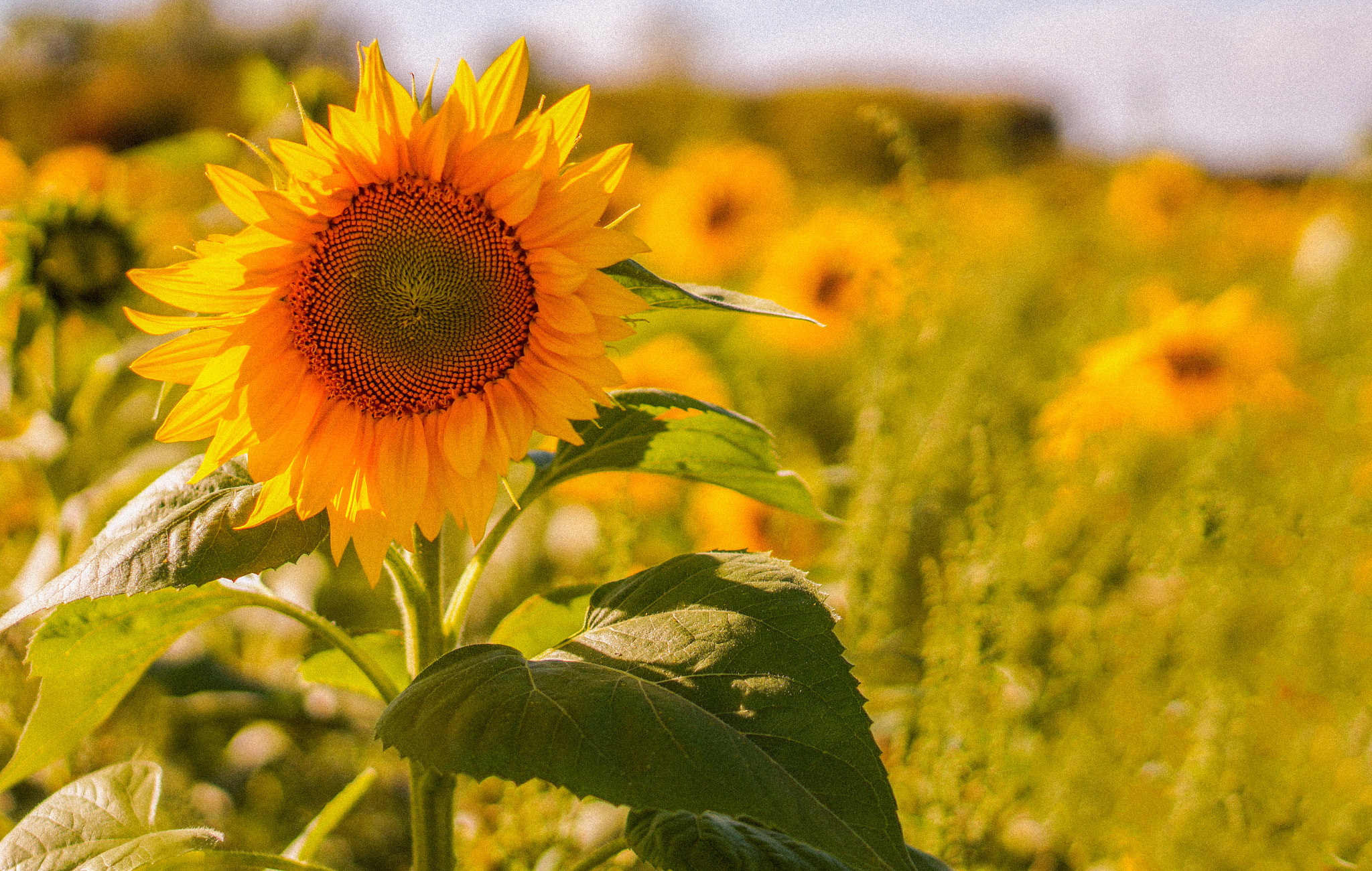 Sony Alpha a3000 sample photo. Sunflower photography