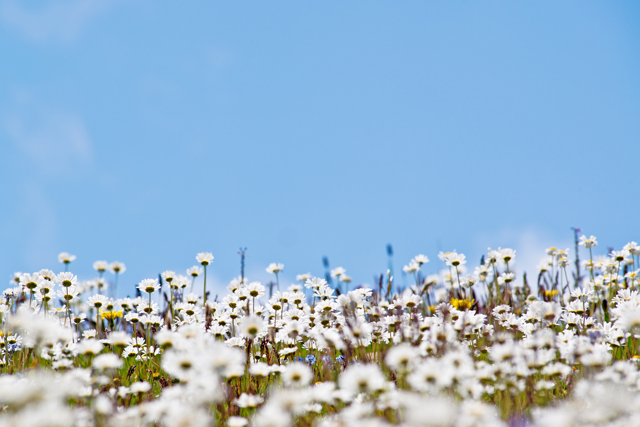 Nikon AF-Nikkor 80-200mm F2.8D ED sample photo. Daisy photography