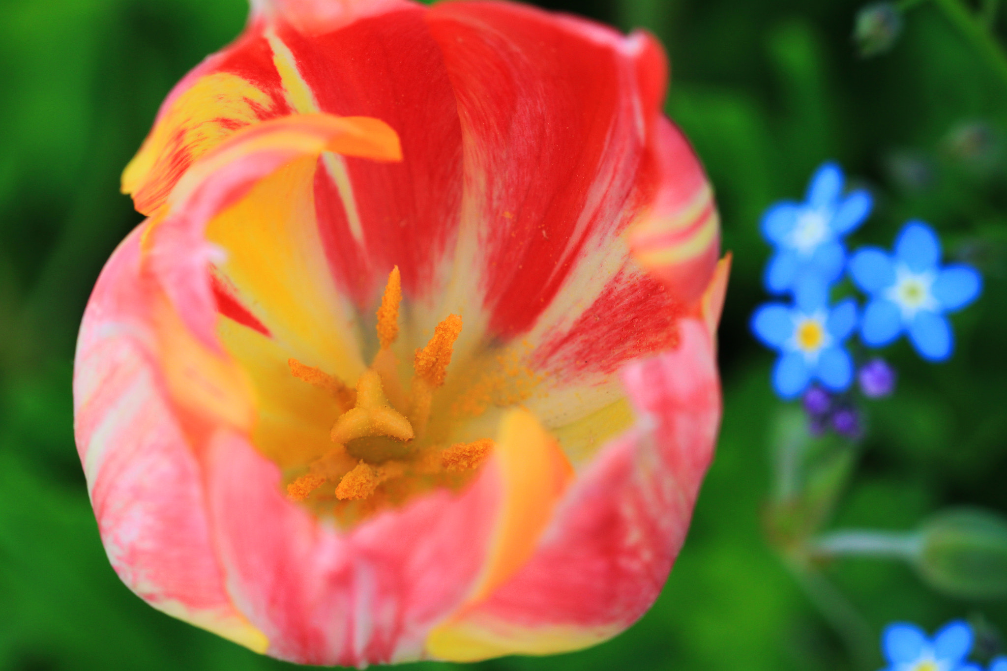 Canon EF 100mm F2.8 Macro USM sample photo. Hot and cold photography