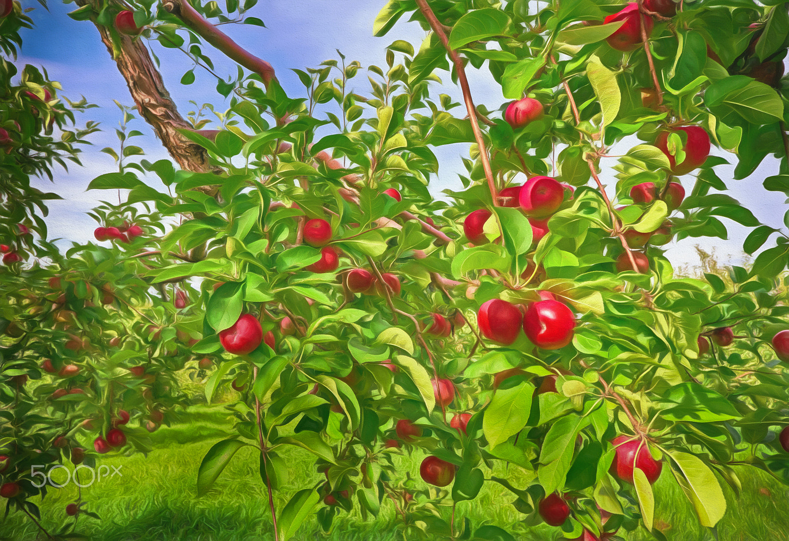 Panasonic Lumix DMC-G5 sample photo. Apple orchard photography