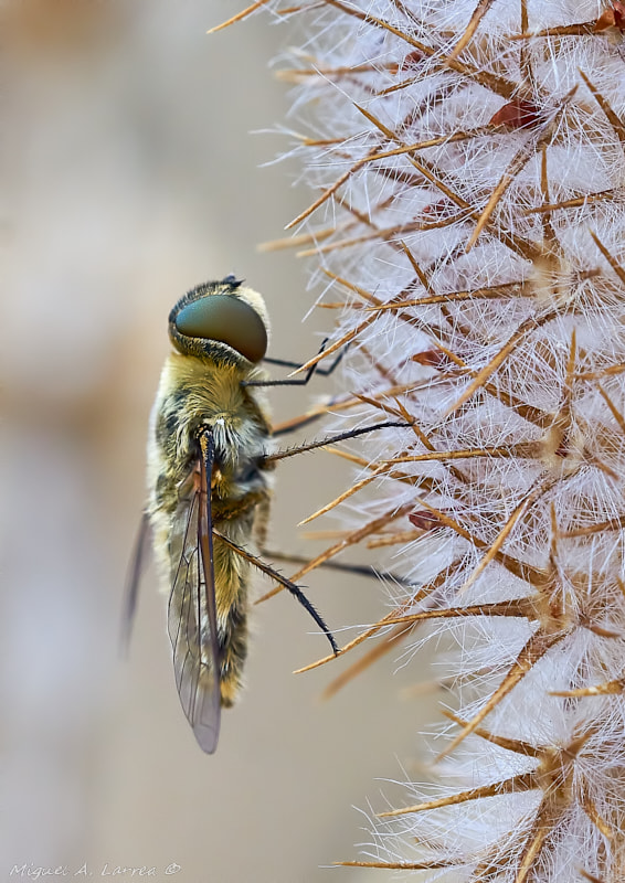 150mm F2.8 sample photo. Over spiny plant photography