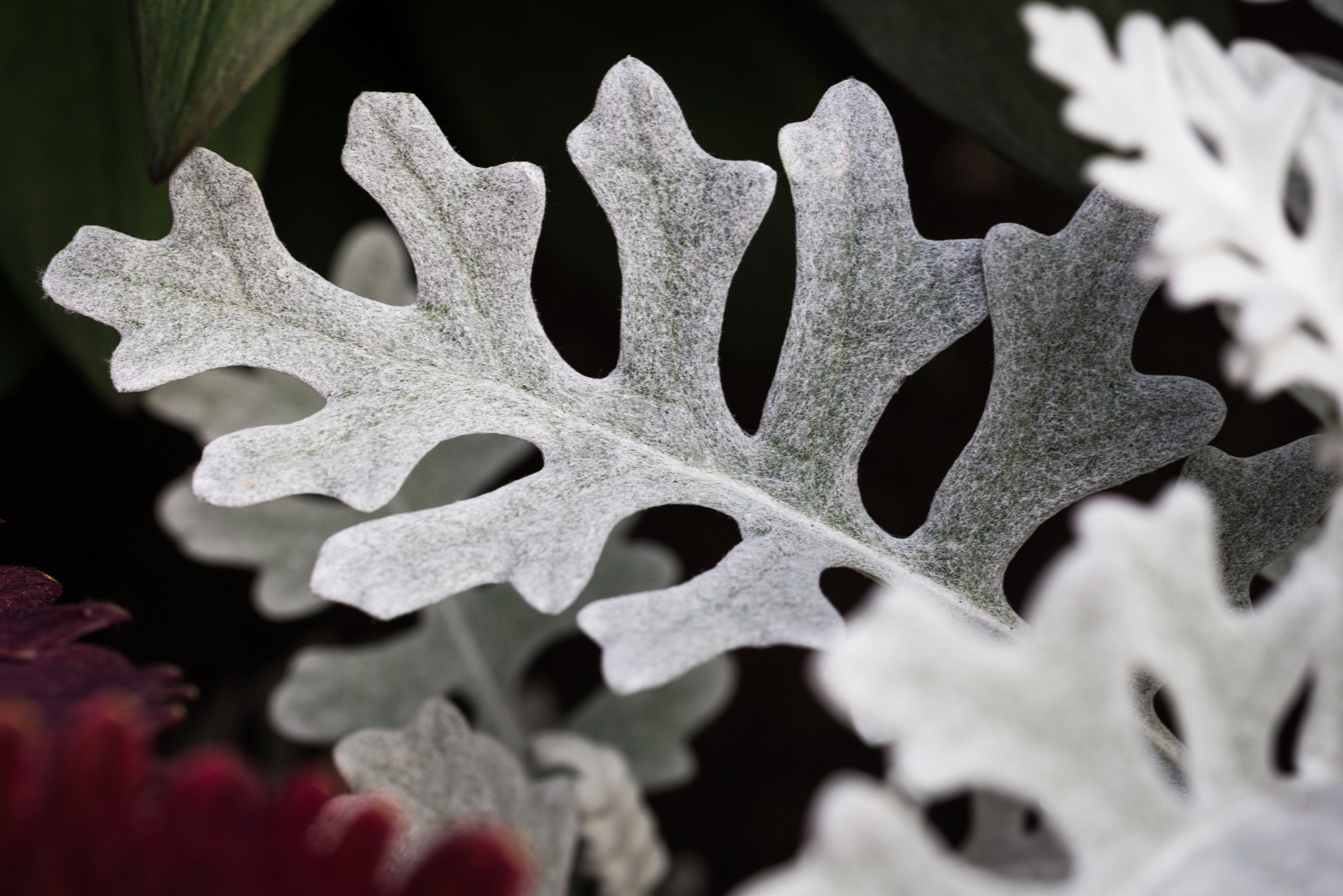 Canon EOS 6D + Canon EF 100mm F2.8L Macro IS USM sample photo. Abstract photography