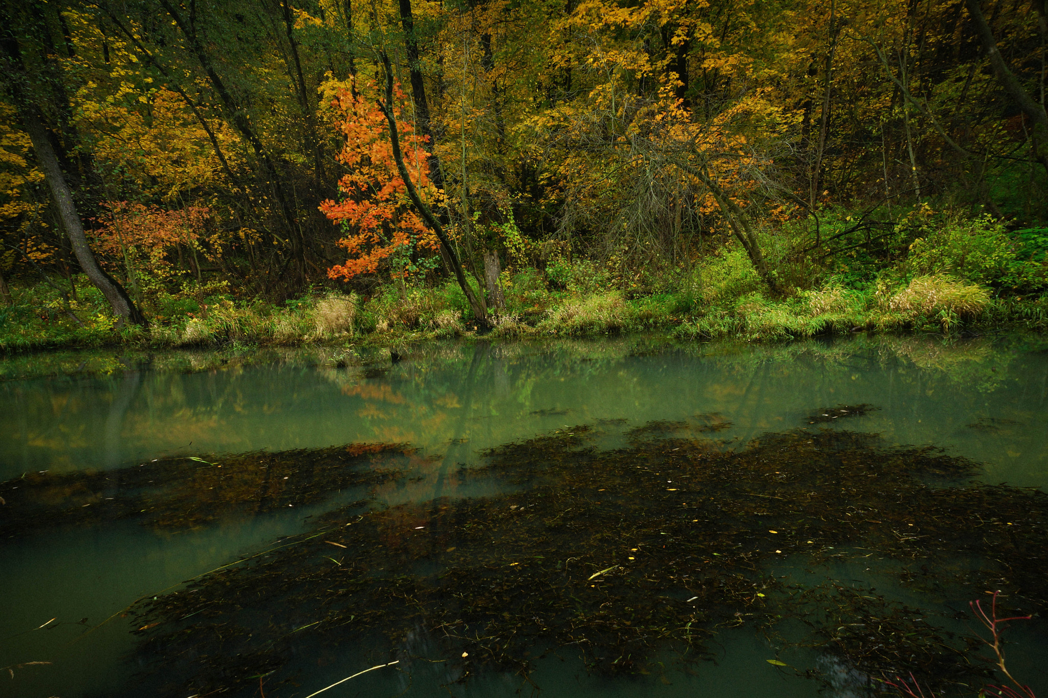 Sony SLT-A77 sample photo. The autumn silesce photography