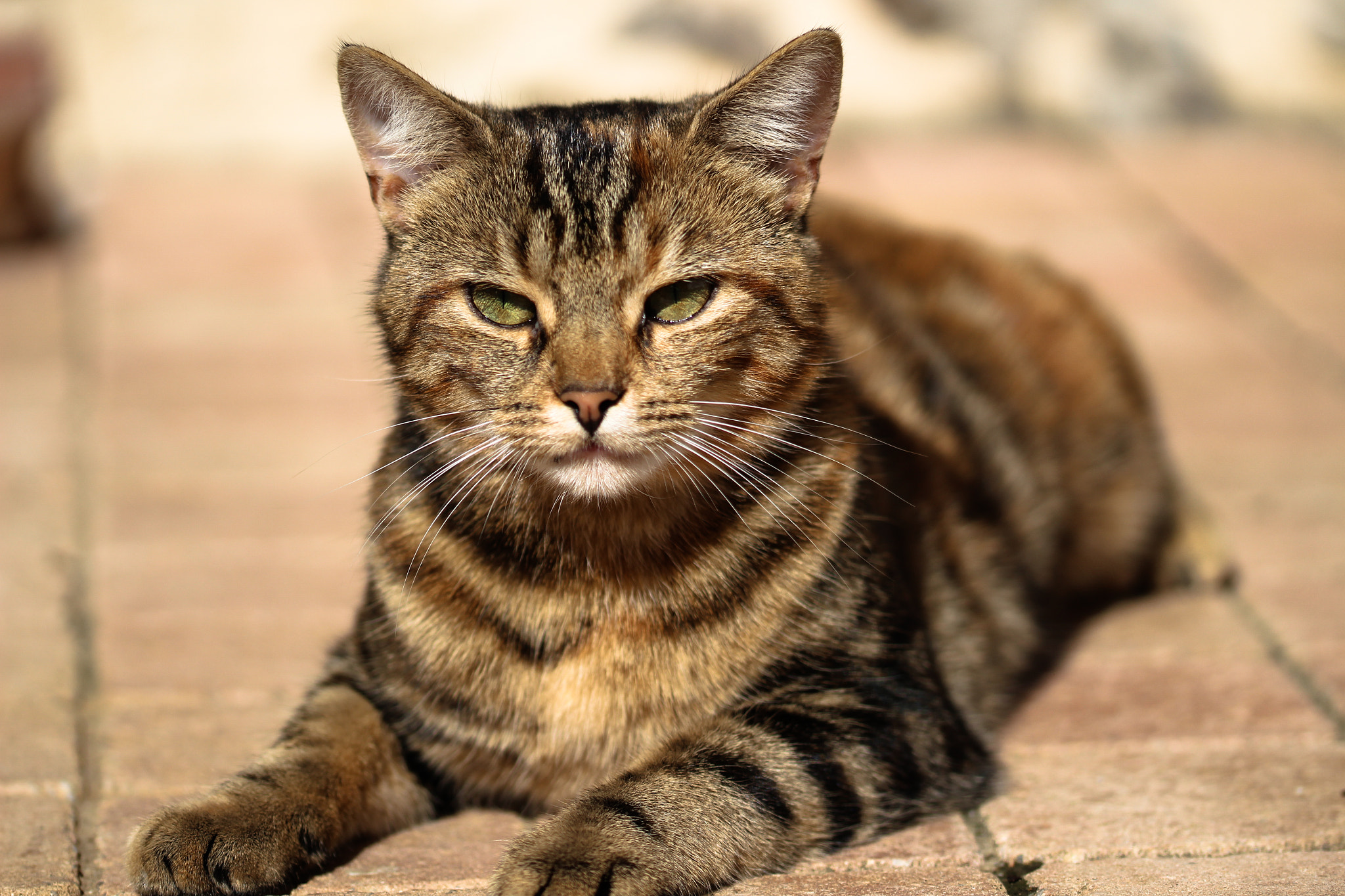 Sigma 105mm F2.8 EX DG OS HSM sample photo. Cat on the cobbles photography