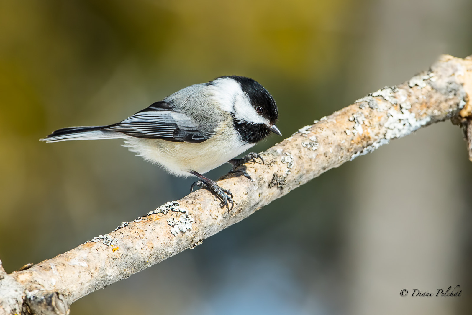 Canon EOS 7D Mark II sample photo. Black-capped chickadee photography