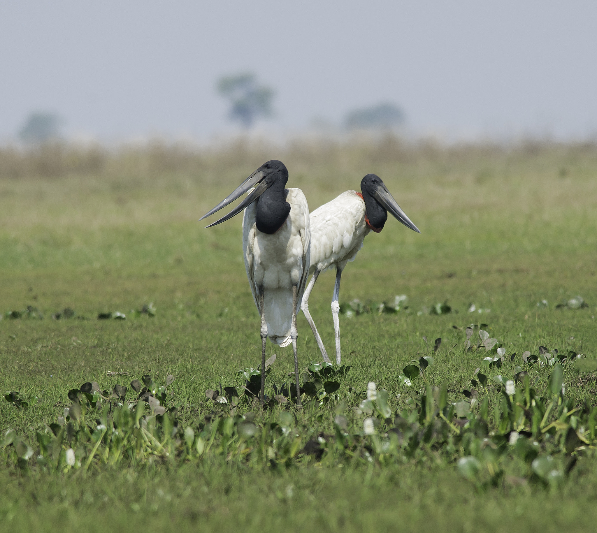 Nikon D600 + Nikon AF-S Nikkor 300mm F4D ED-IF sample photo. Mangabal photography