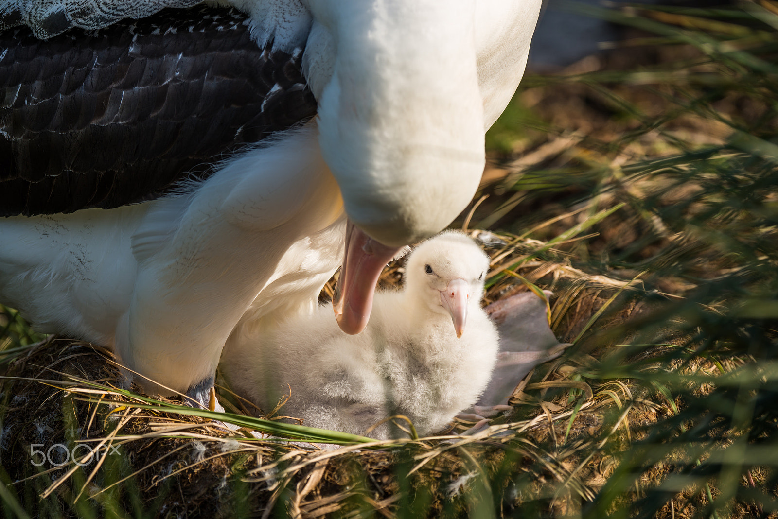 Nikon D800E sample photo. Evening sun on the wandering albatross photography