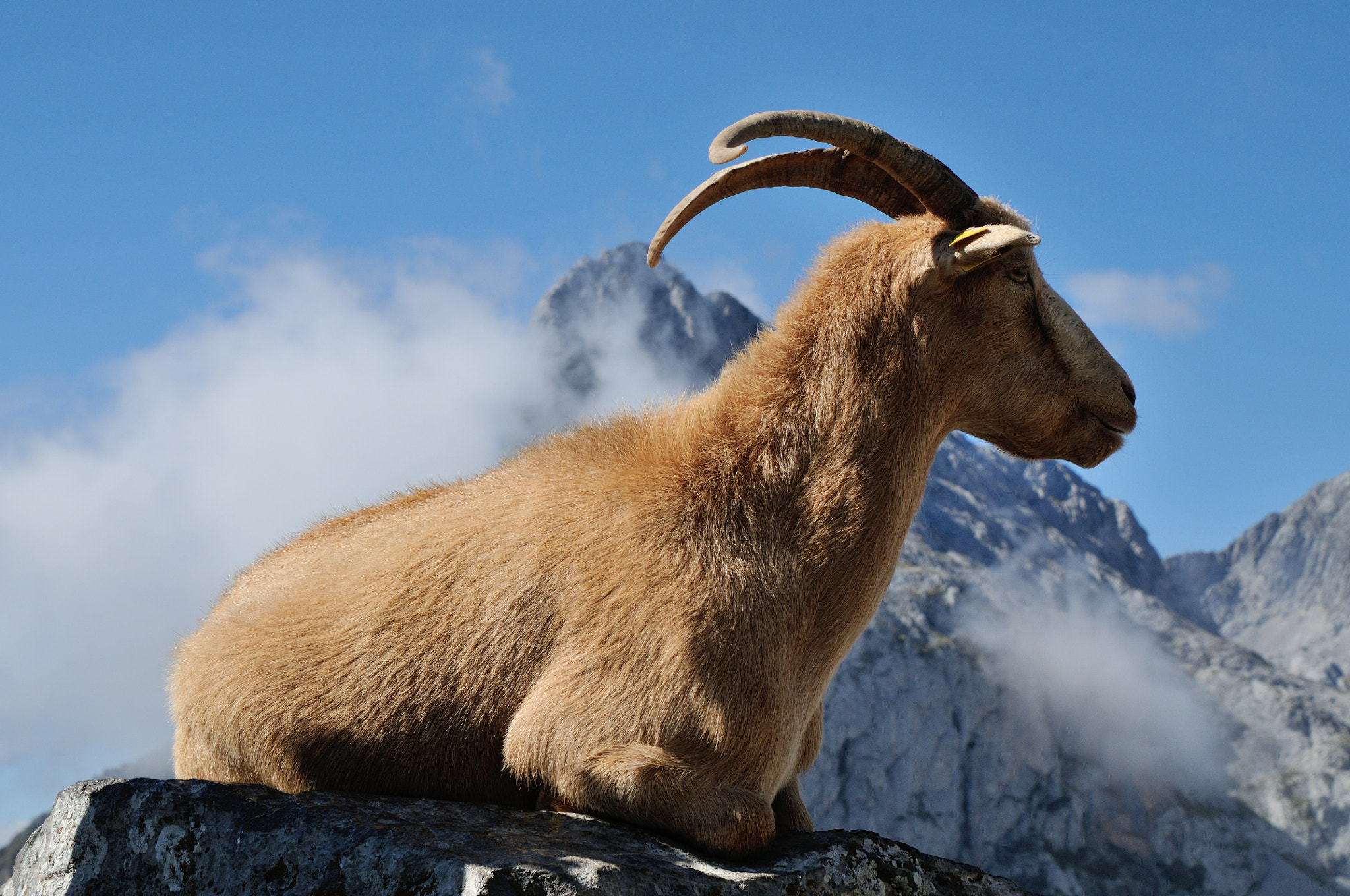 Nikon AF-S Nikkor 24-120mm F4G ED VR sample photo. Relaxed goat on the mountains photography