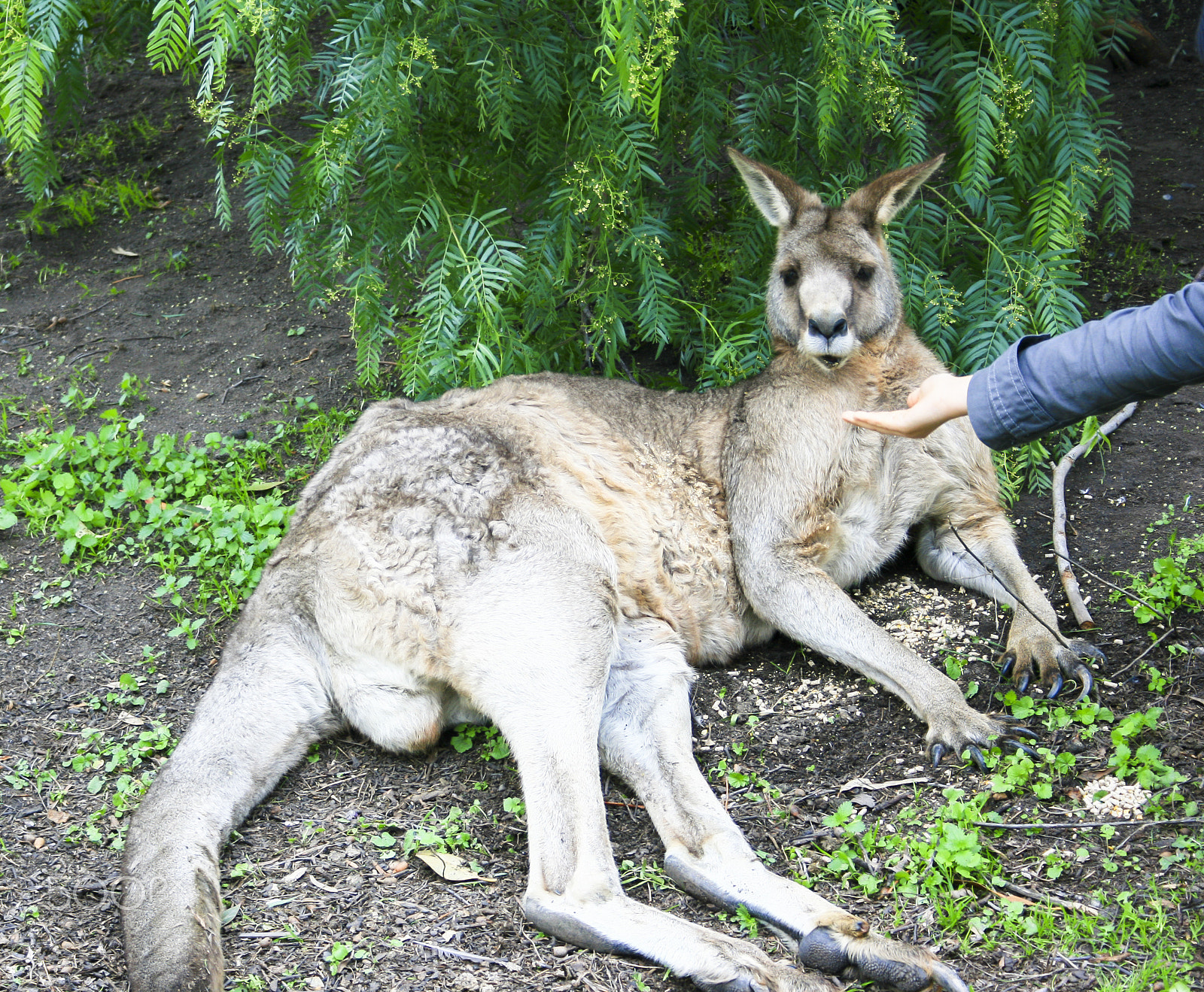 Canon EF-S 18-55mm f/3.5-5.6 USM sample photo. Kangaroo is embarrassing. photography