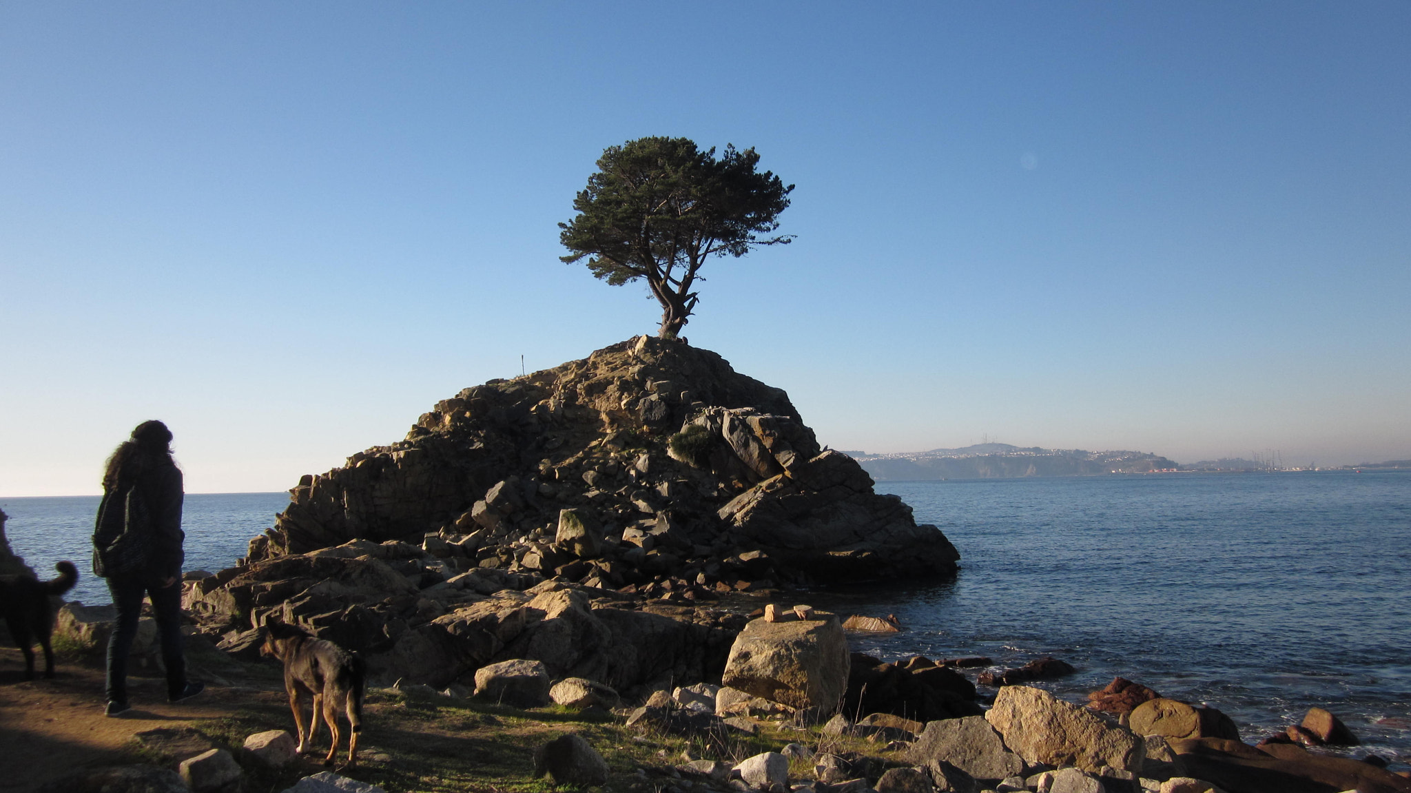 Canon PowerShot SD1300 IS (IXUS 105 / IXY 200F) sample photo. Lonely tree photography