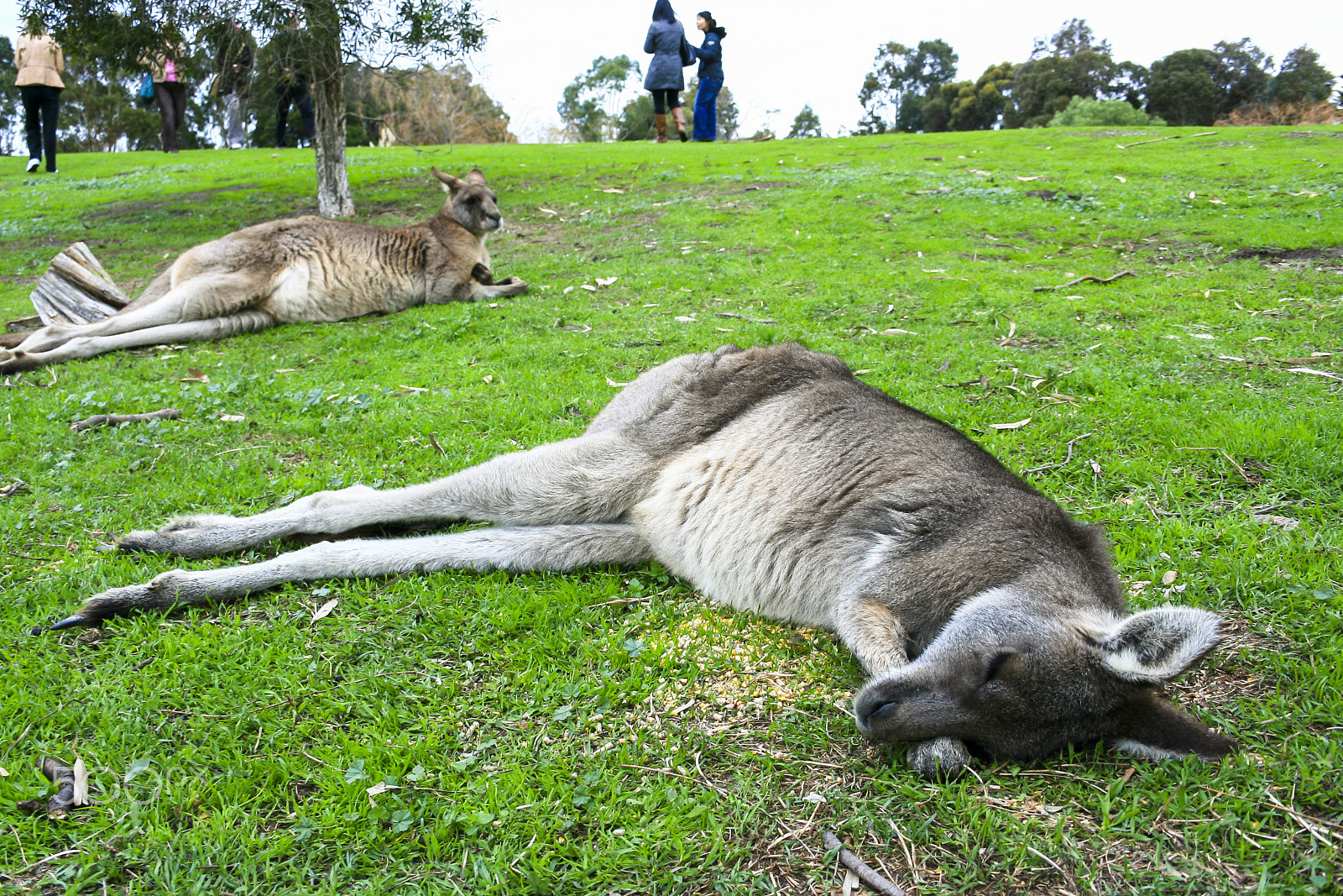 Canon EF-S 18-55mm f/3.5-5.6 USM sample photo. Sleeping kangaroo photography