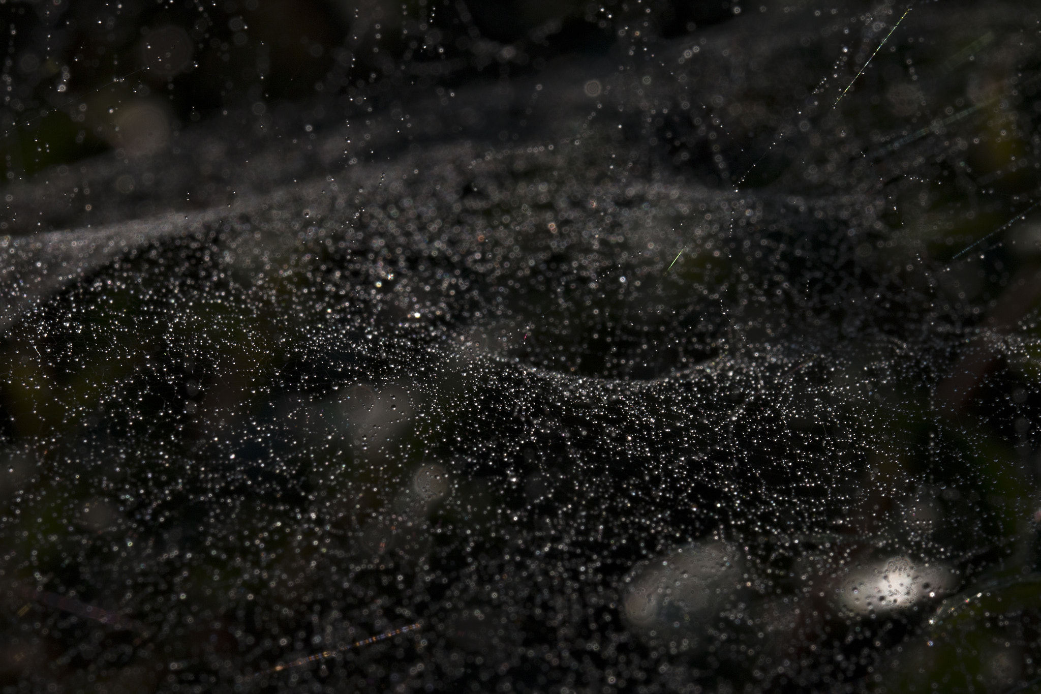 Canon EOS 70D + Canon EF 100mm F2.8L Macro IS USM sample photo. Wet web photography