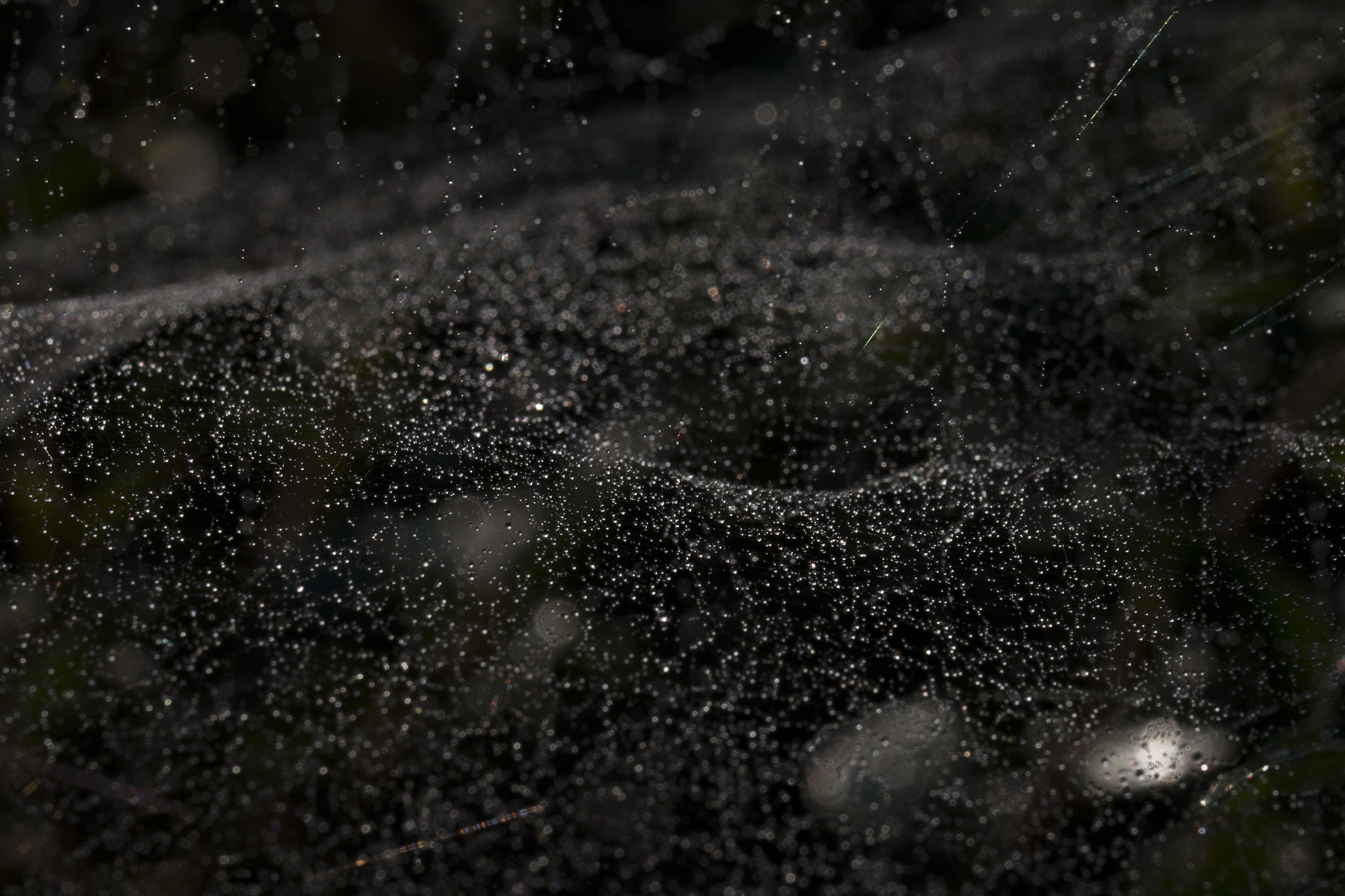 Canon EF 100mm F2.8L Macro IS USM sample photo. Wet web photography