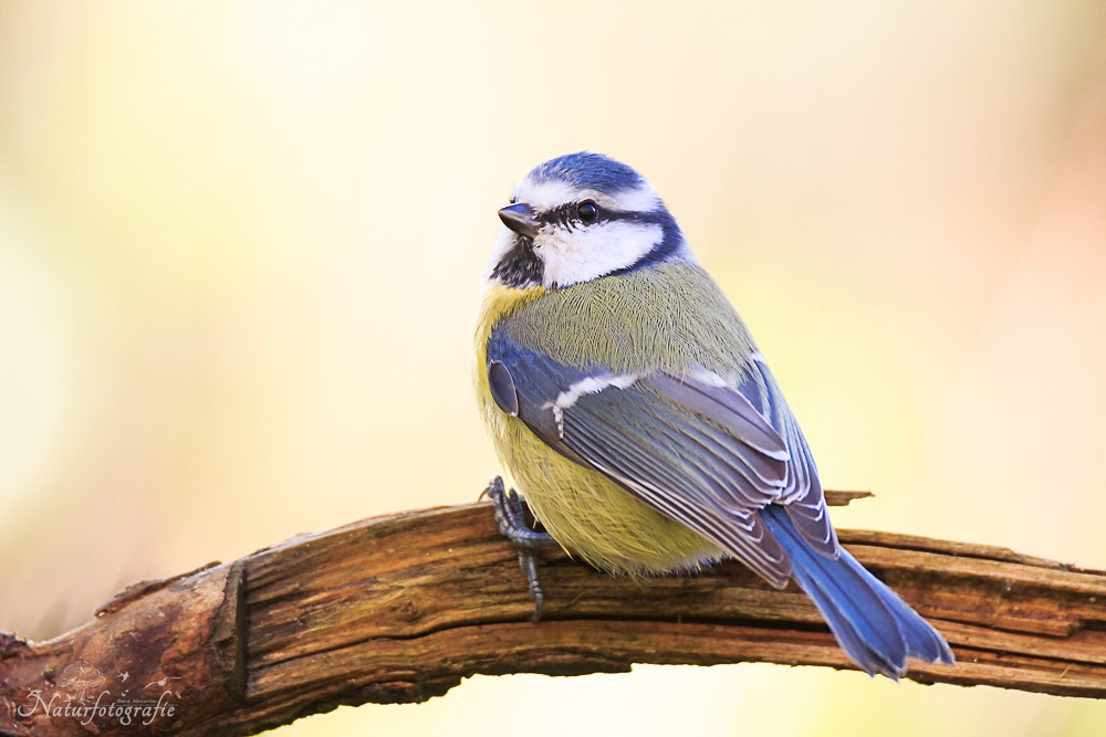 Tamron SP 150-600mm F5-6.3 Di VC USD sample photo. Blaumeise photography