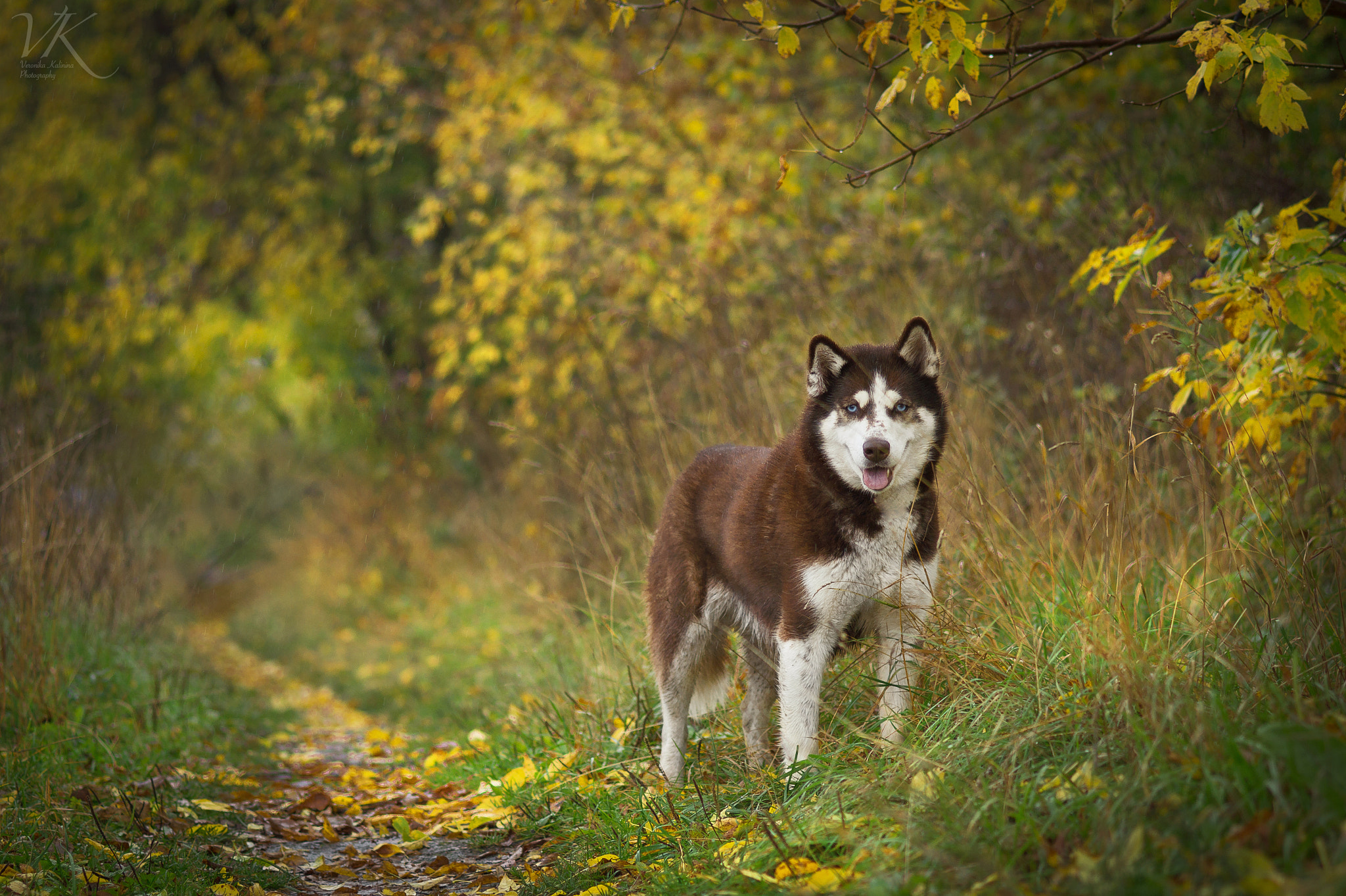 Sony SLT-A58 sample photo. Siberian husky photography