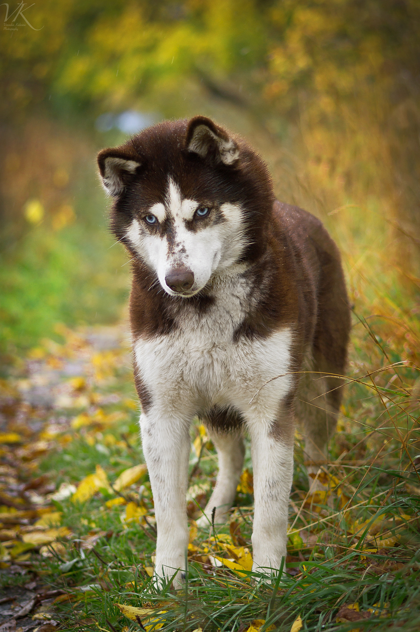 Sony SLT-A58 + Sony 85mm F2.8 SAM sample photo. Husky photography