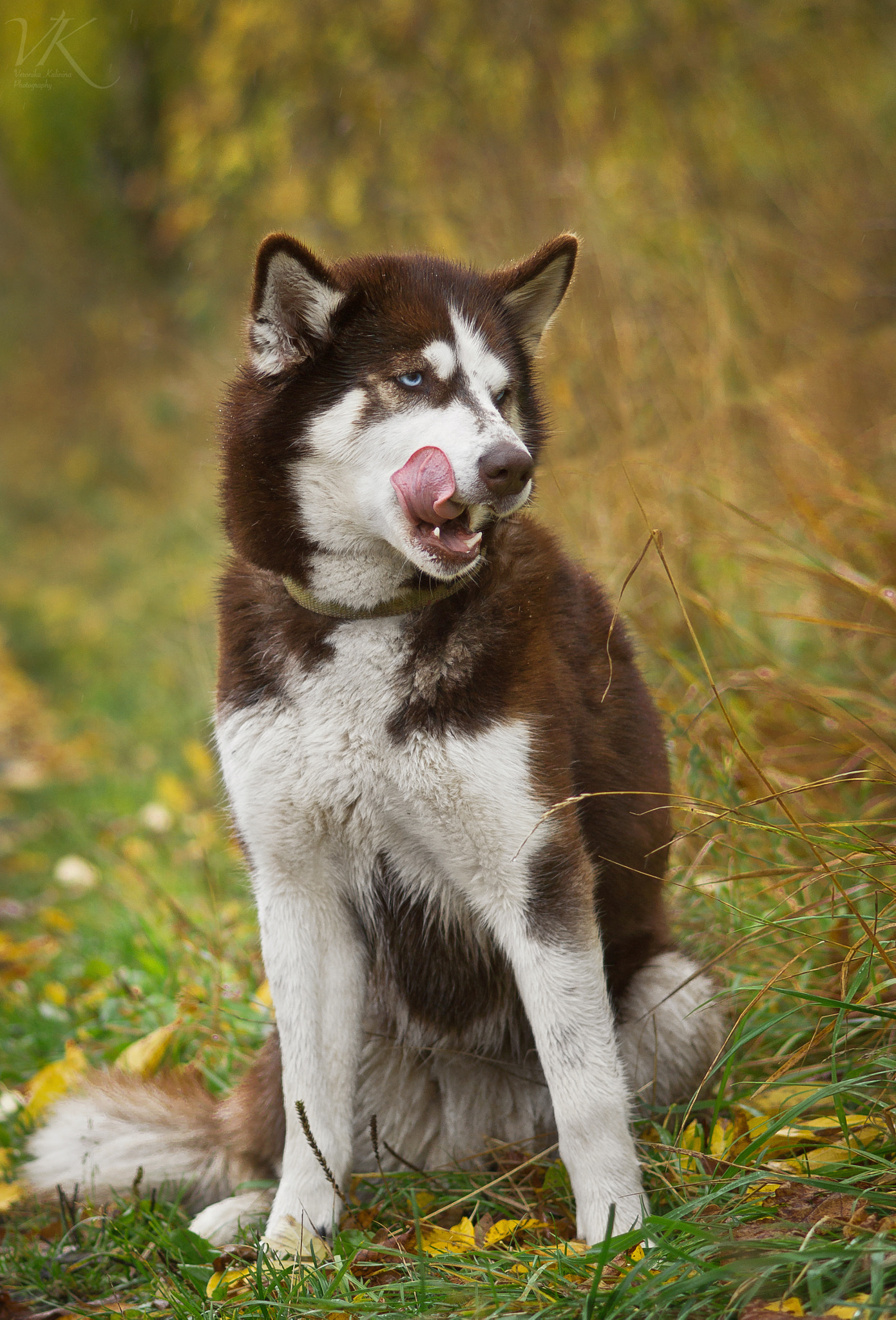 Sony SLT-A58 + Sony 85mm F2.8 SAM sample photo. Husky photography