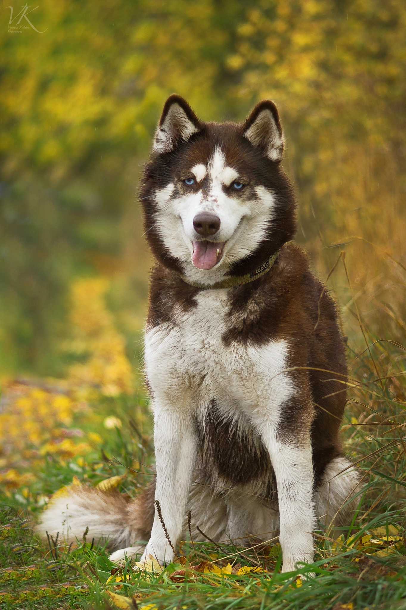 Sony SLT-A58 + Sony 85mm F2.8 SAM sample photo. Husky photography