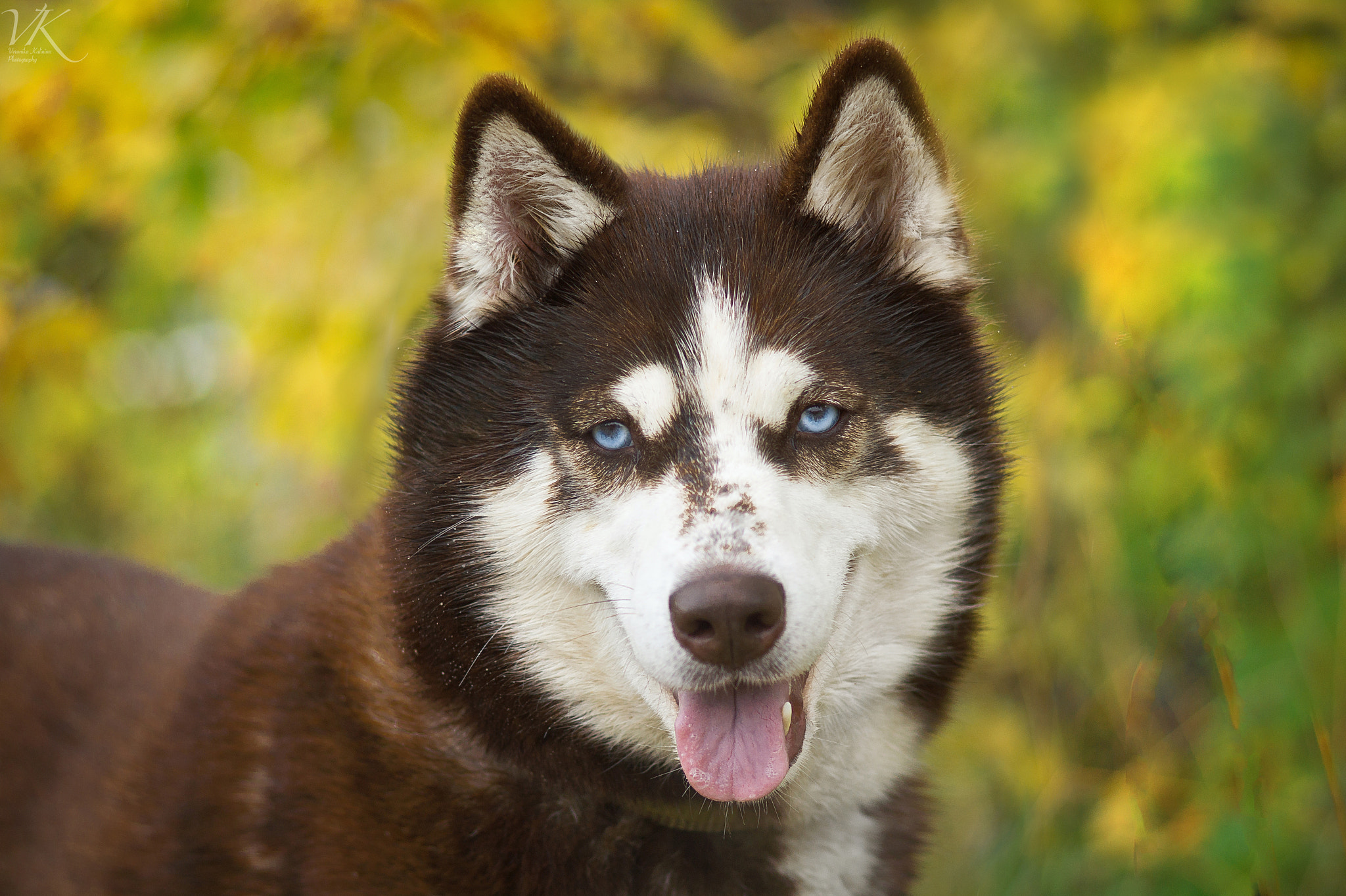 Sony SLT-A58 sample photo. Husky's eyes photography