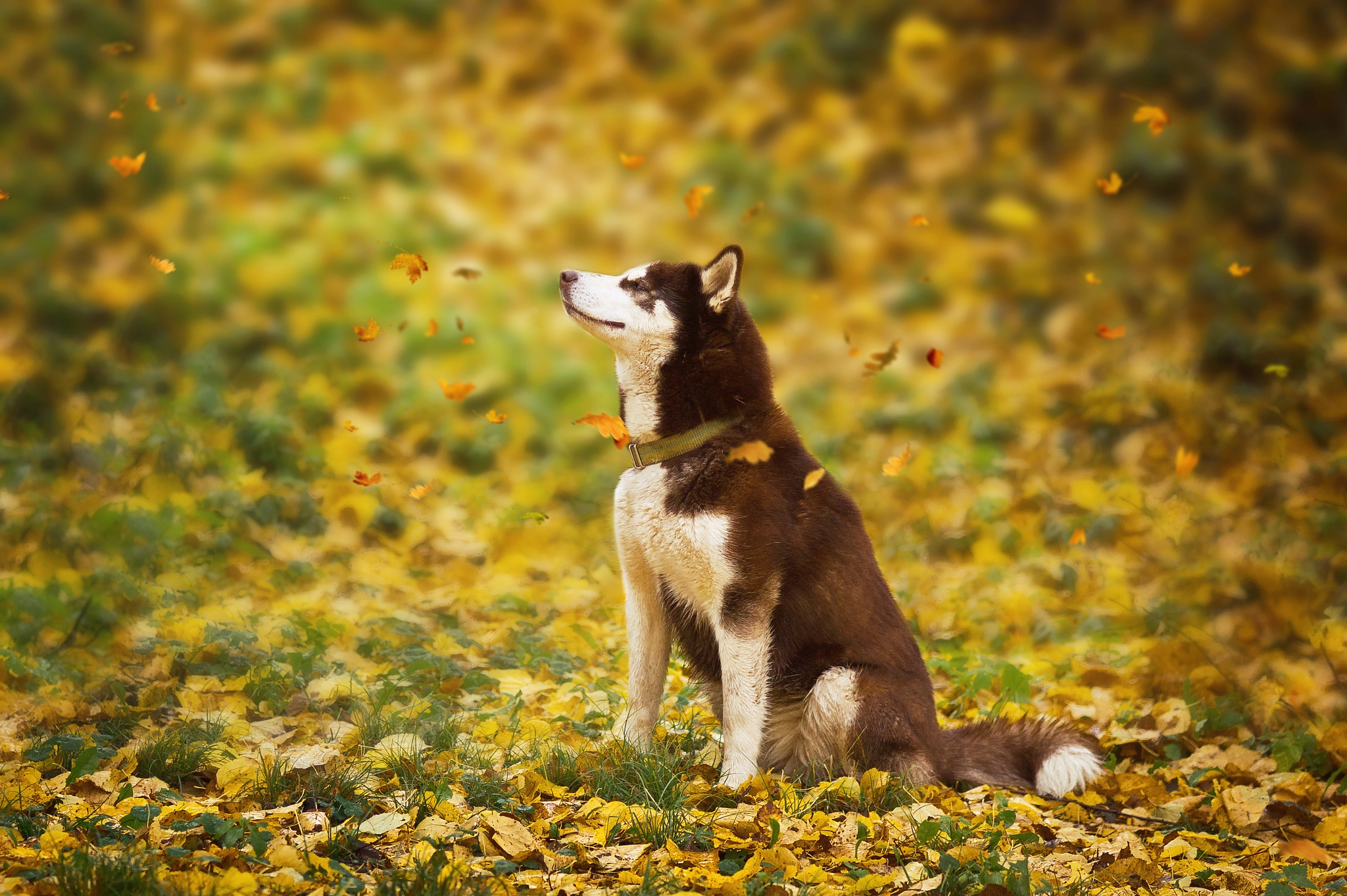 Sony SLT-A58 + Sony 85mm F2.8 SAM sample photo. Husky photography