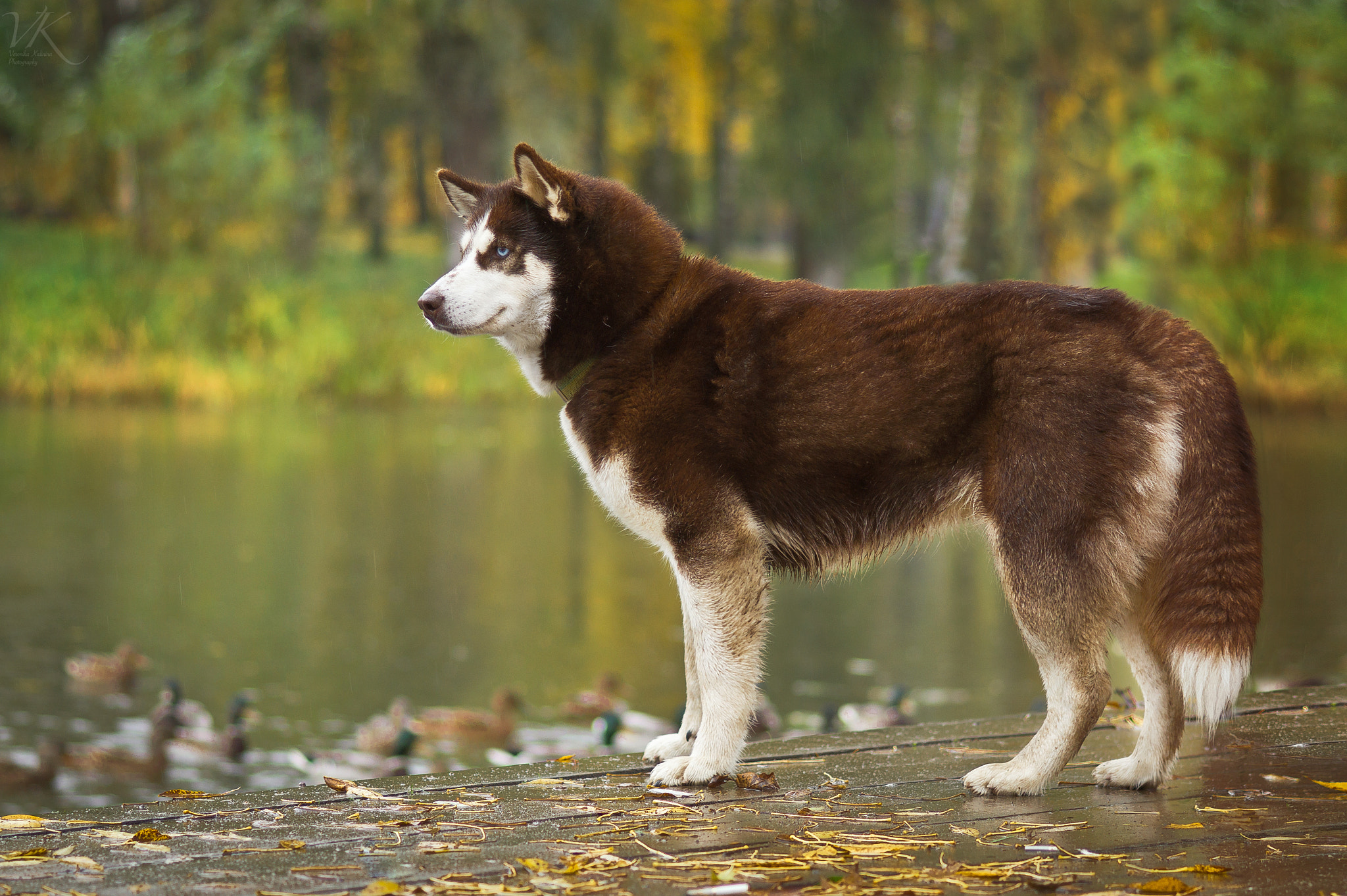 Sony SLT-A58 + Sony 85mm F2.8 SAM sample photo. Husky photography