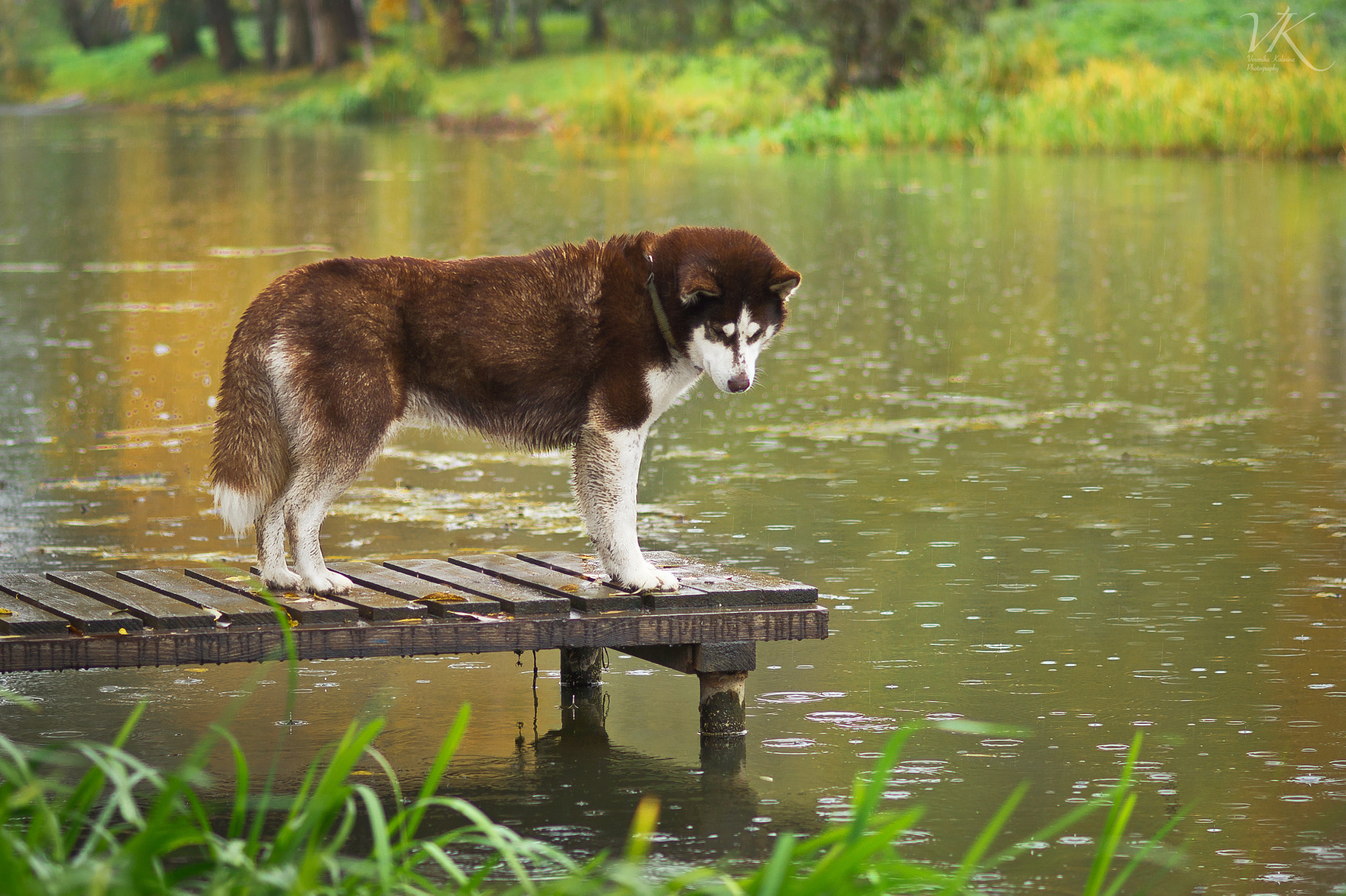 Sony SLT-A58 + Sony 85mm F2.8 SAM sample photo. Husky photography