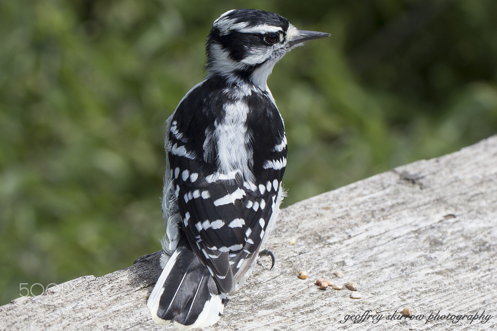 Canon EF 100mm F2.8L Macro IS USM sample photo. Downy woodpecker photography