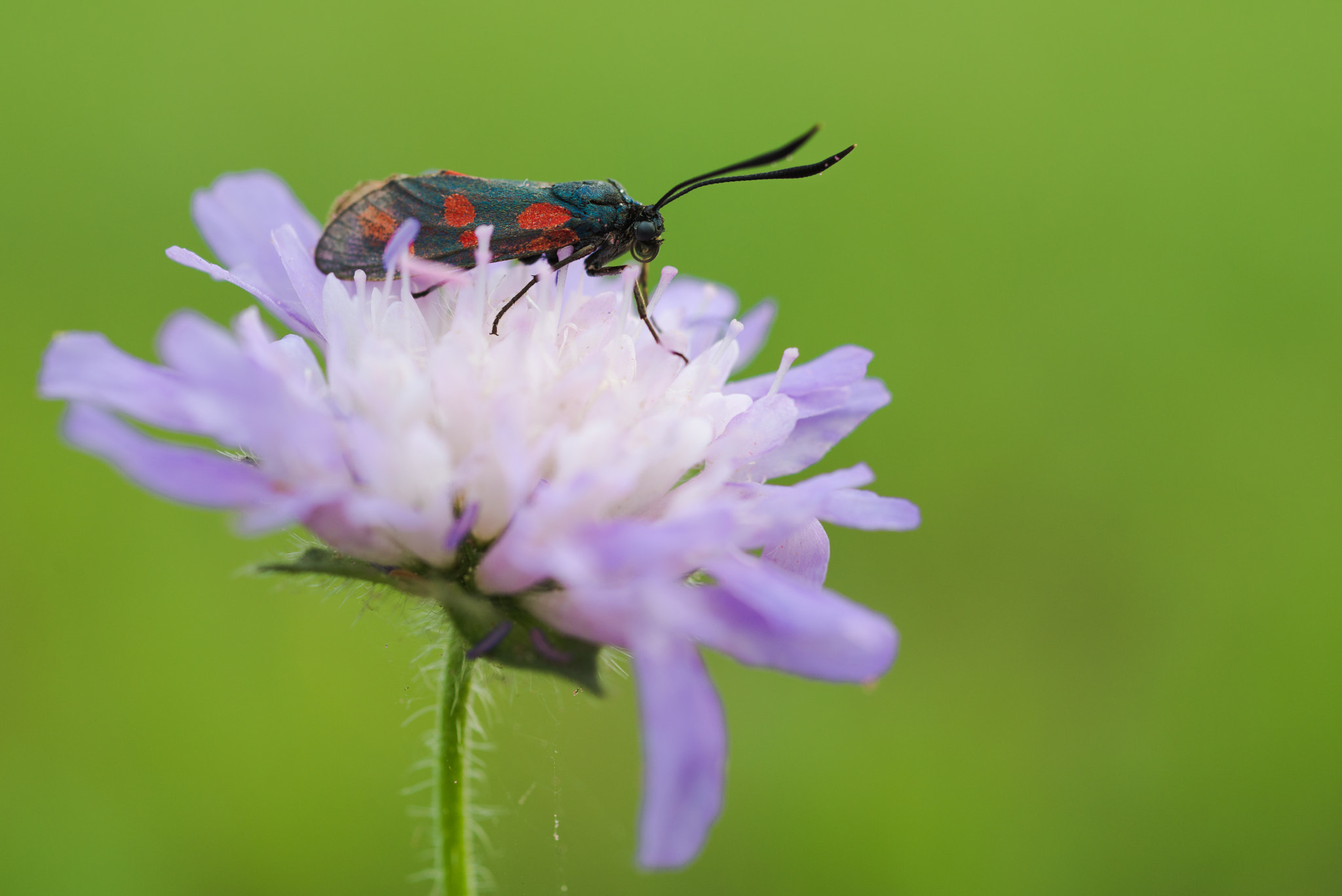 Nikon D800 + AF Micro-Nikkor 55mm f/2.8 sample photo. Blutströpfchen photography