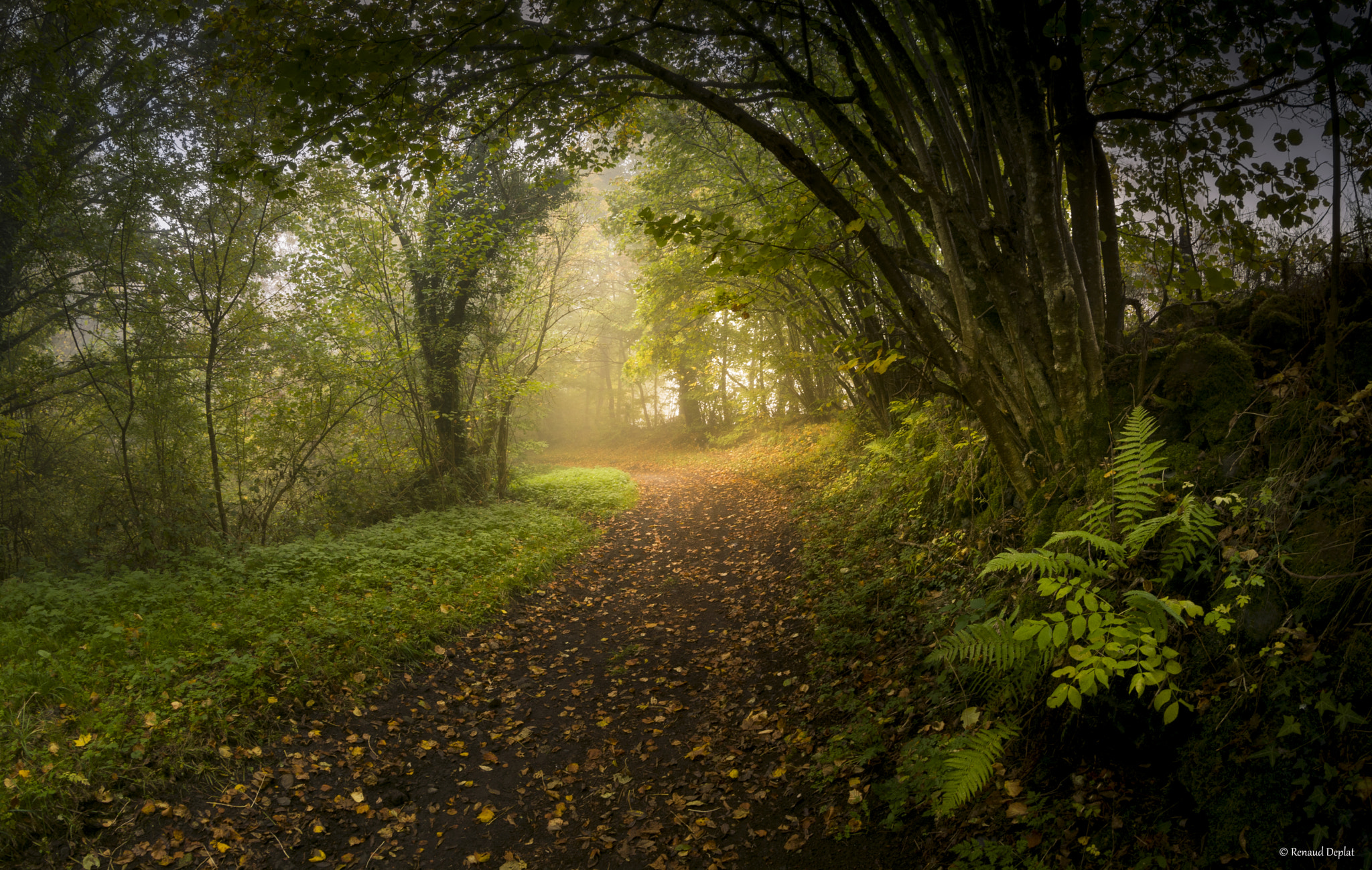 Samyang 8mm F3.5 Aspherical IF MC Fisheye sample photo. Le chemin... photography