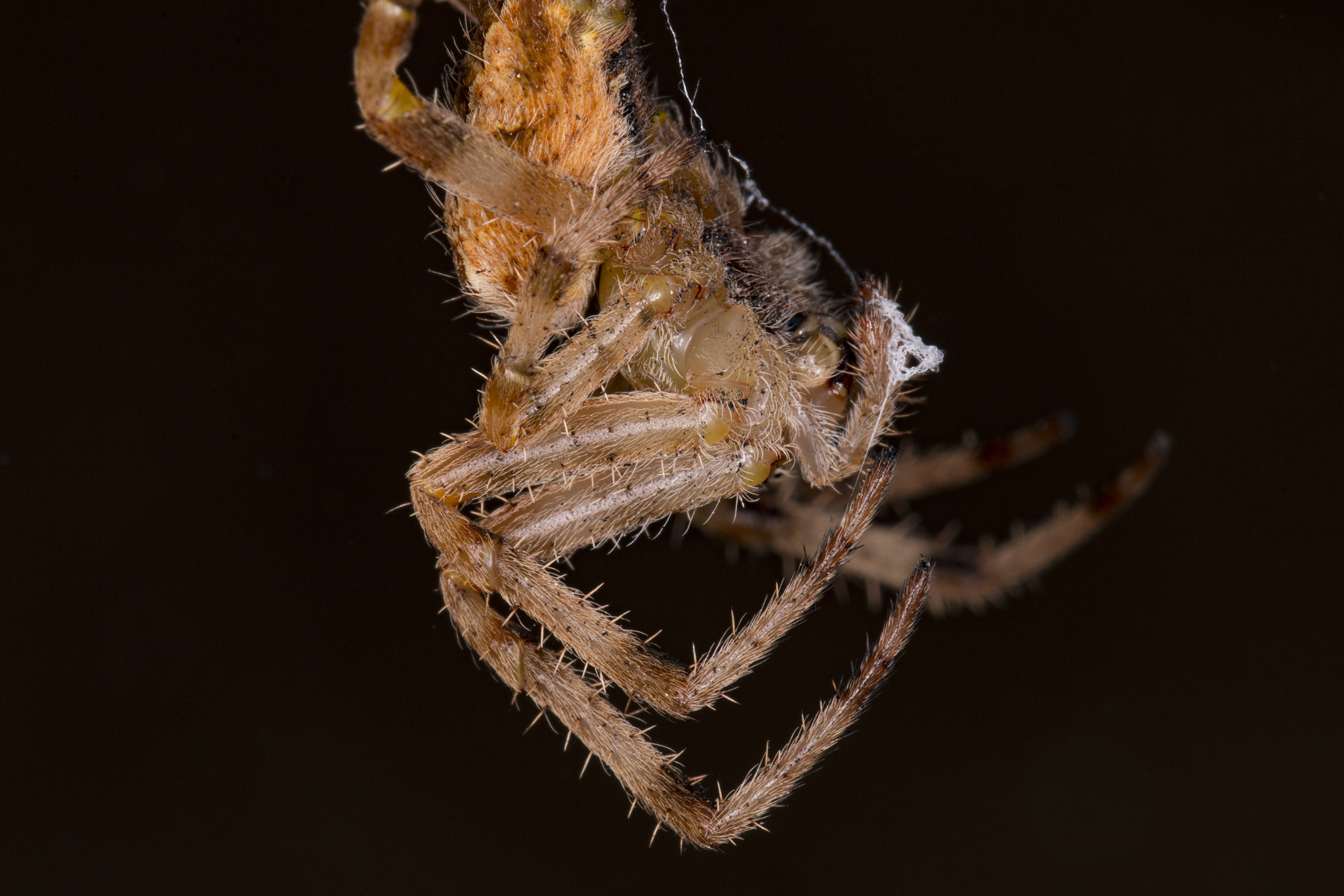 Canon EOS 70D + Canon EF 100mm F2.8L Macro IS USM sample photo. Spider eating her thread photography