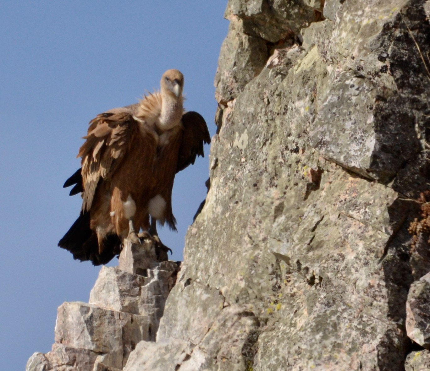 Sigma 120-400mm F4.5-5.6 DG OS HSM sample photo. Buitre leonado photography