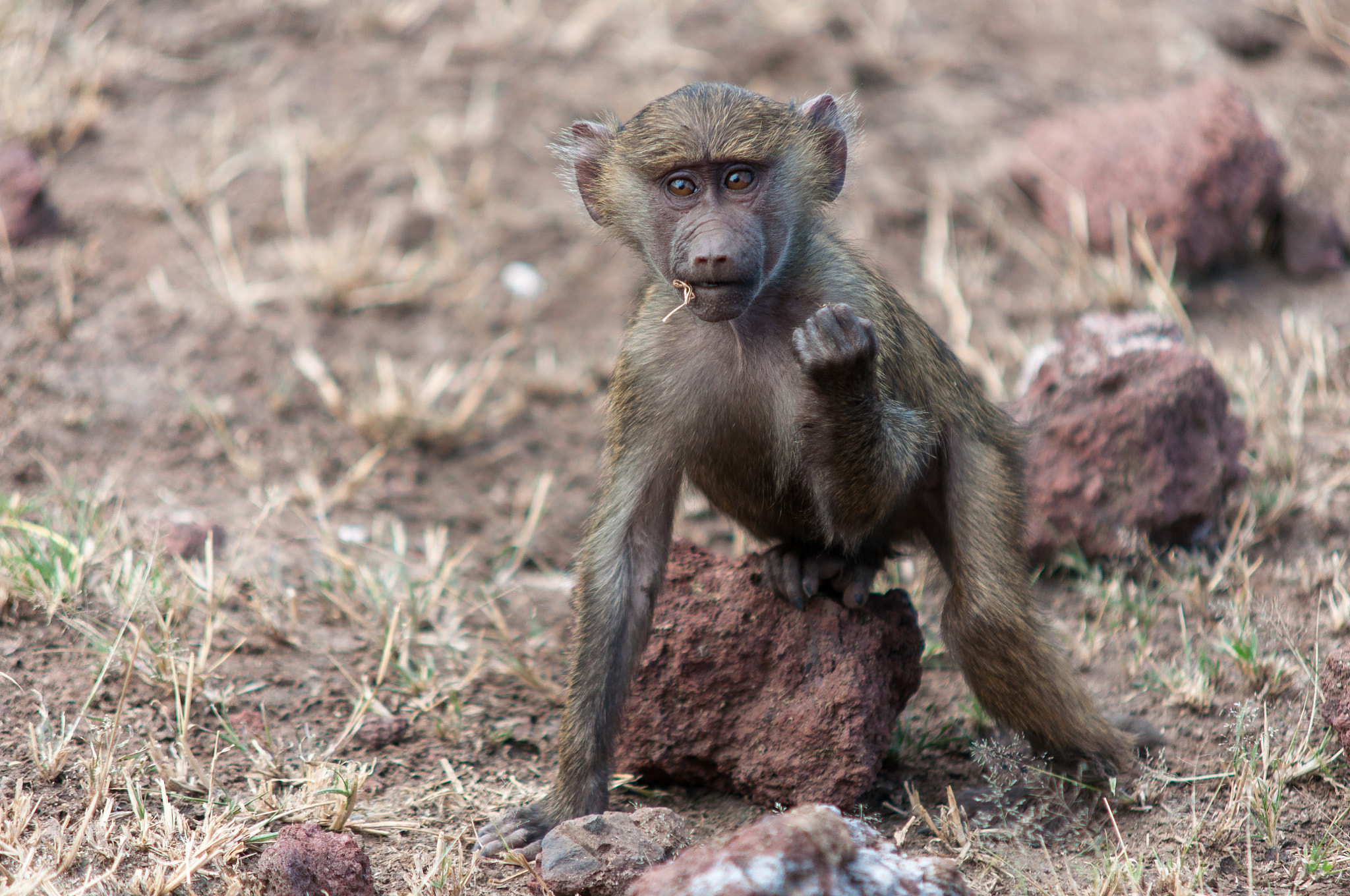 Nikon D90 + Sigma 50-150mm F2.8 EX APO DC HSM II sample photo. Little baboon photography