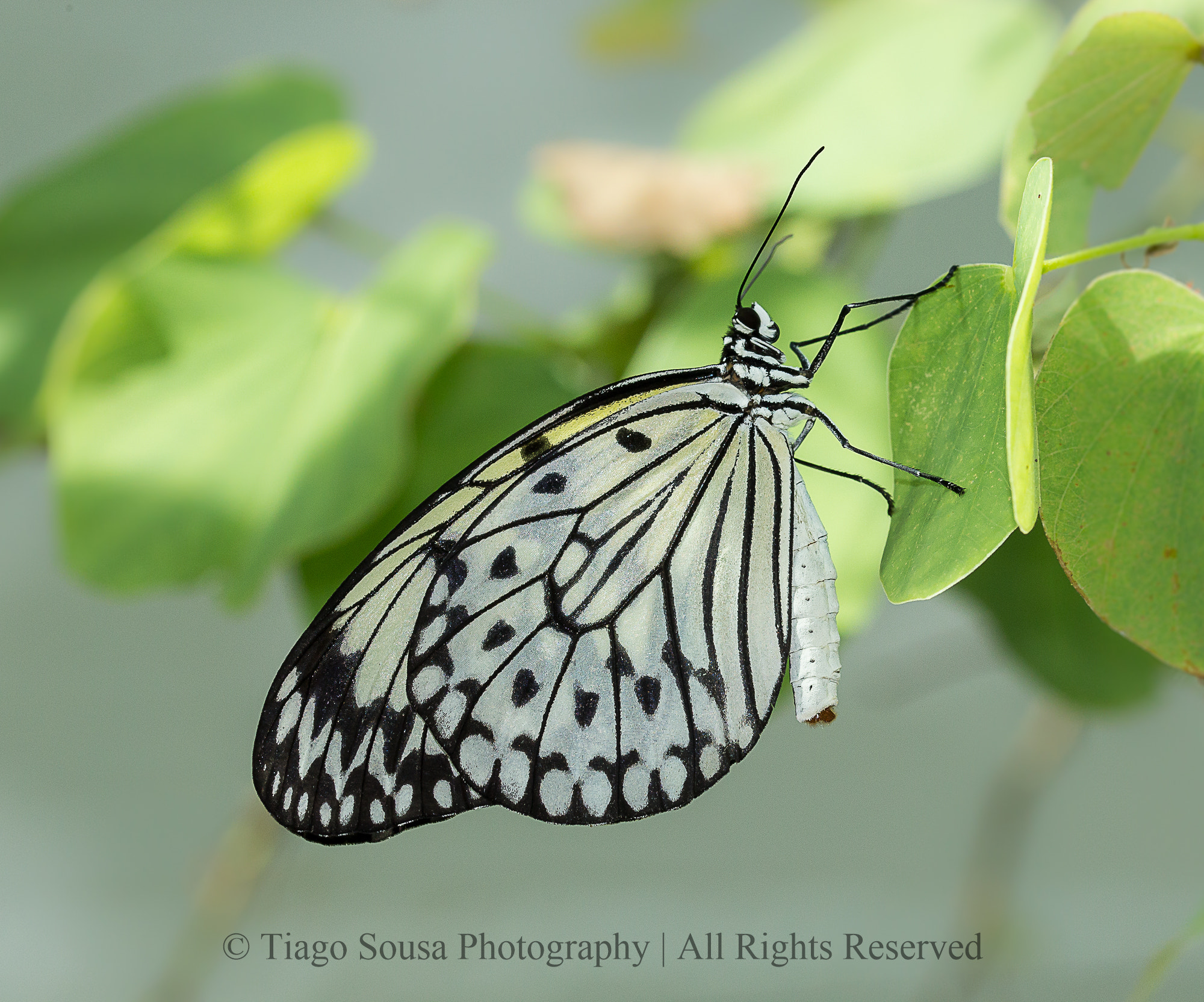 Sigma 105mm F2.8 EX DG OS HSM sample photo. Black&white photography