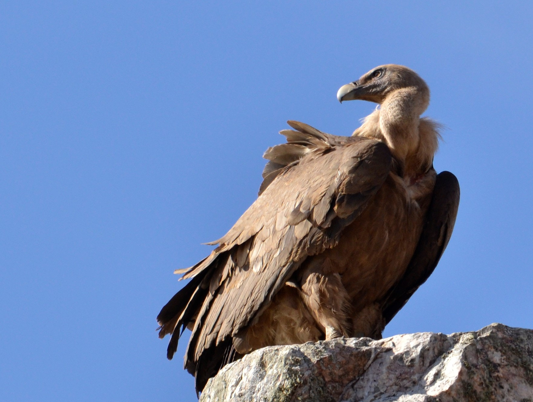 Sigma 120-400mm F4.5-5.6 DG OS HSM sample photo. Buitre leonado photography
