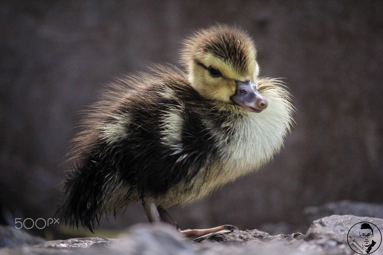 Canon EF-S 55-250mm F4-5.6 IS STM sample photo. Mallard photography