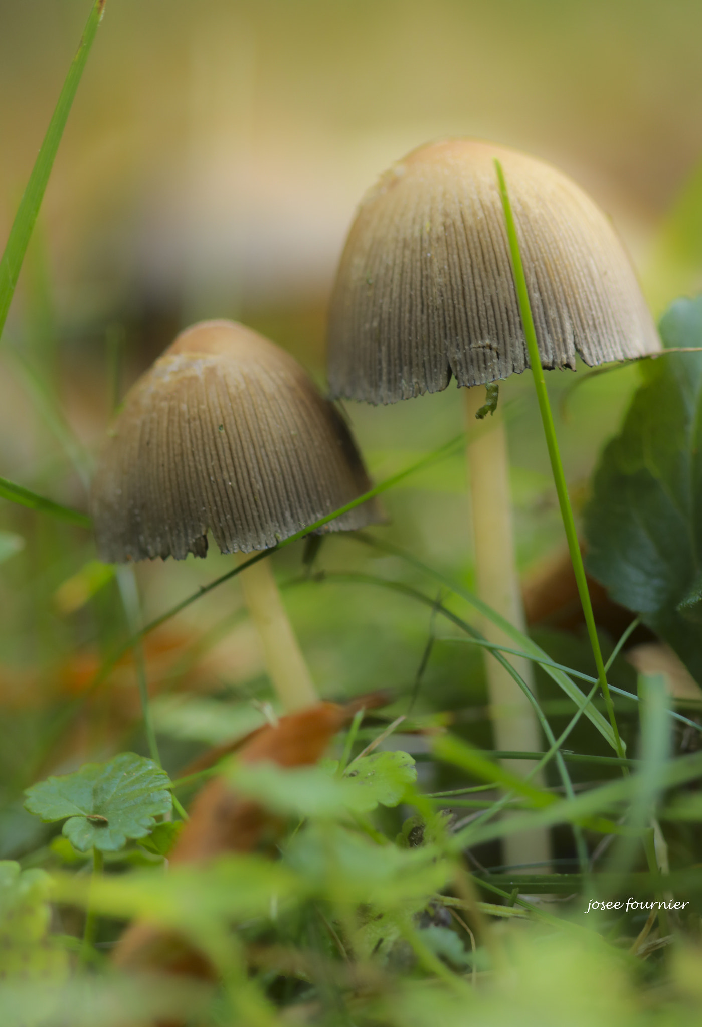 Canon EOS 760D (EOS Rebel T6s / EOS 8000D) + Canon EF 100mm F2.8 Macro USM sample photo. Champignons a photography