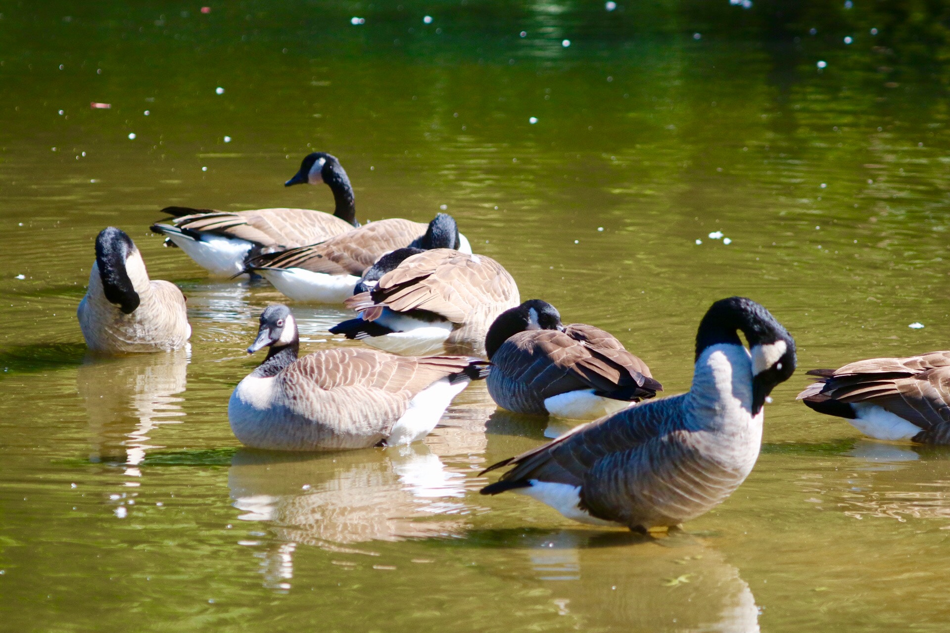 Canon EOS 760D (EOS Rebel T6s / EOS 8000D) + Canon EF 70-200mm F2.8L USM sample photo. Geese chilling on the pond photography