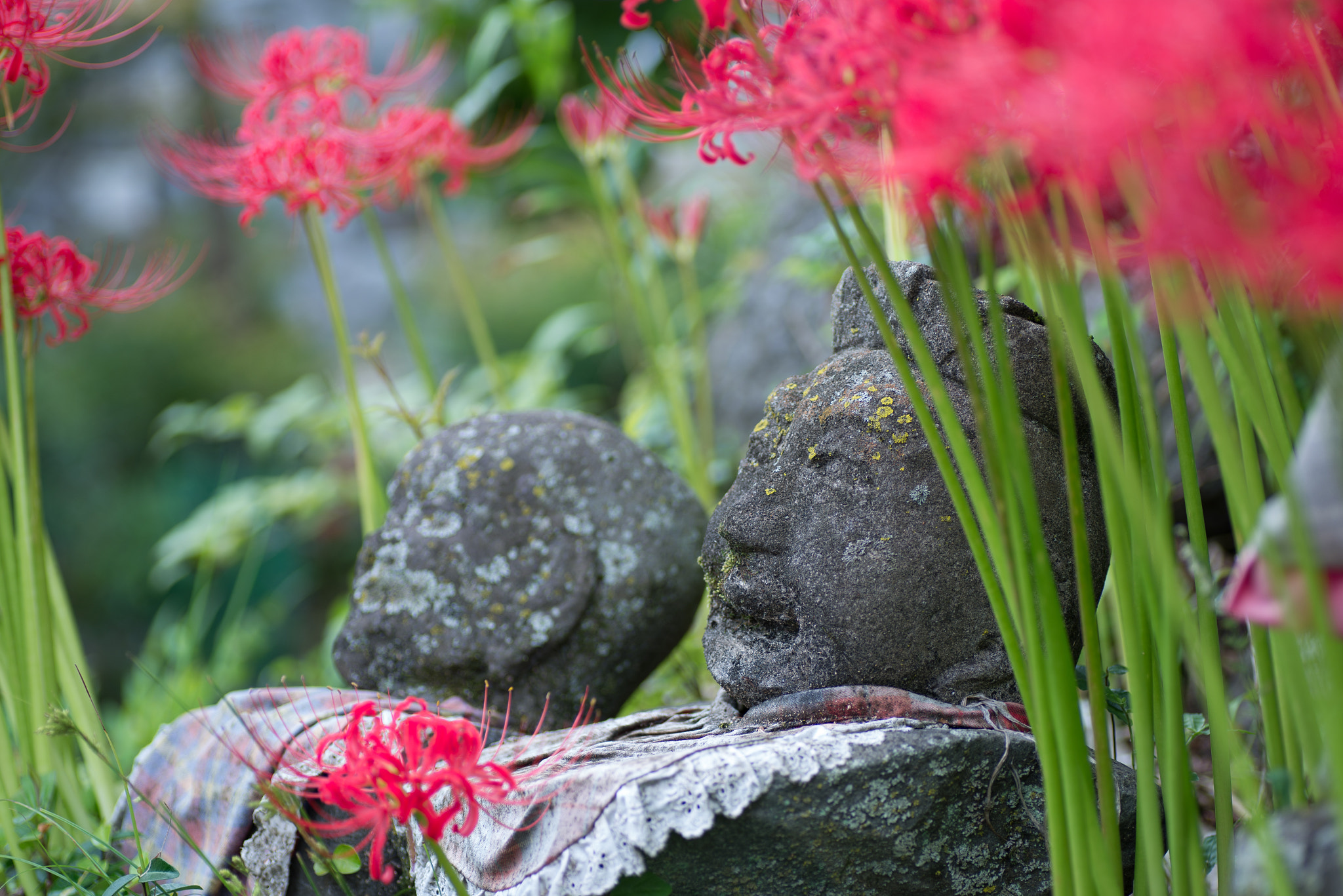 Nikon D600 sample photo. Jizo and cluster-amaryllis photography