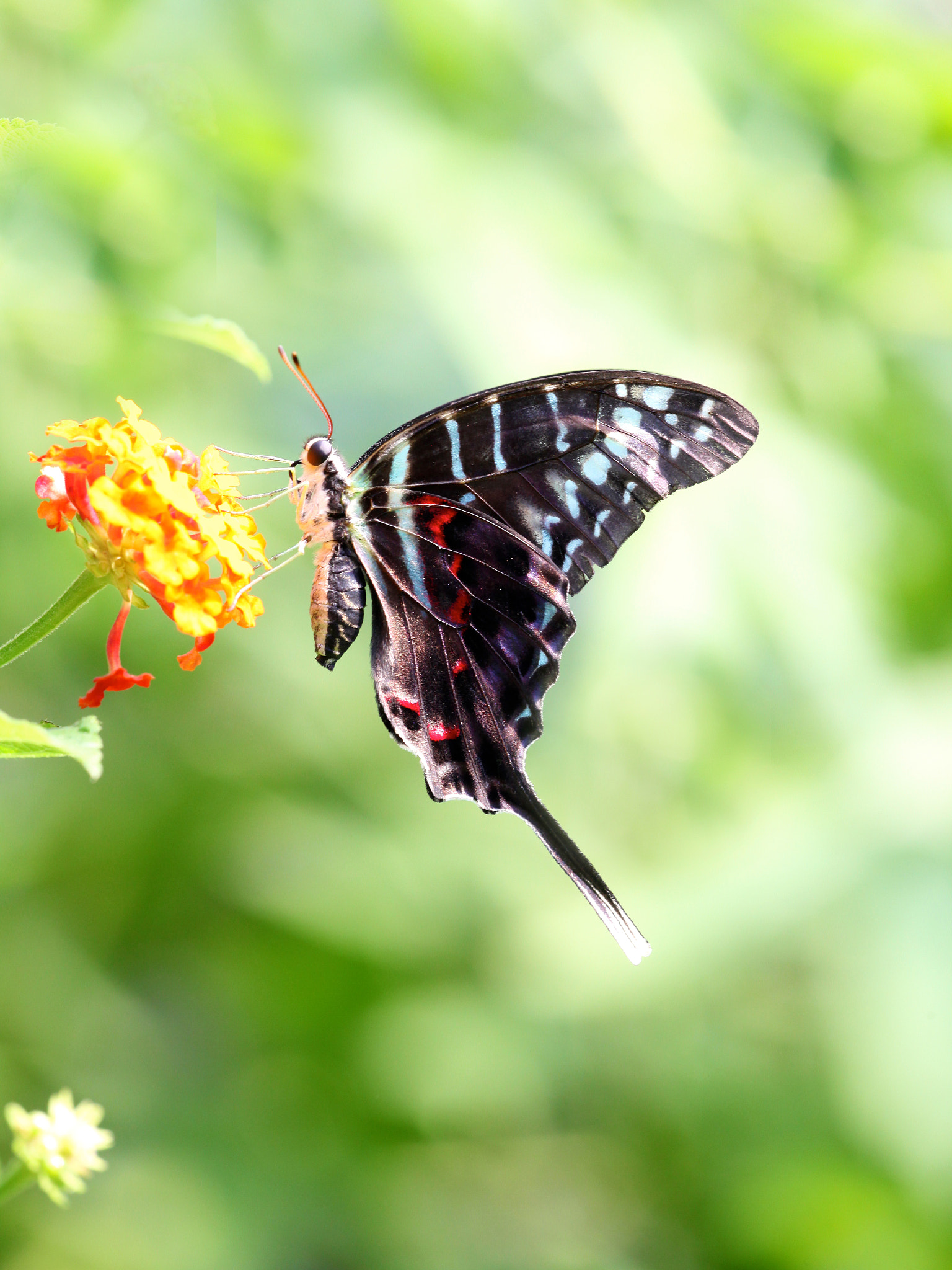 Sigma APO Macro 150mm f/2.8 EX DG HSM sample photo. Black swordtail photography
