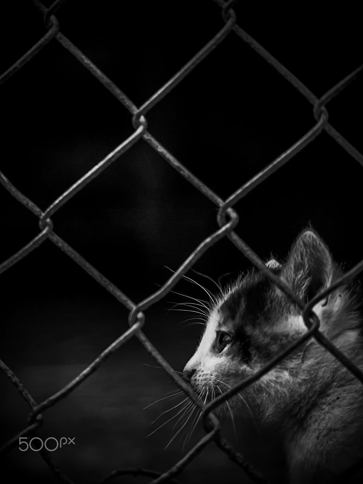 Olympus E-520 (EVOLT E-520) sample photo. Behind the fence photography