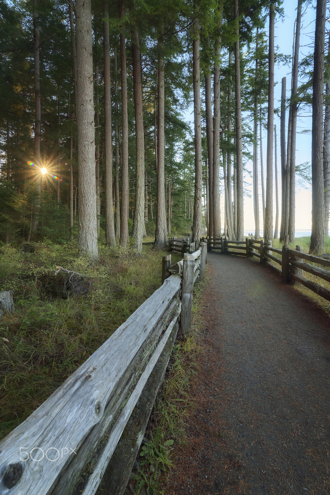 Tokina AT-X 16-28mm F2.8 Pro FX sample photo. Forest path photography
