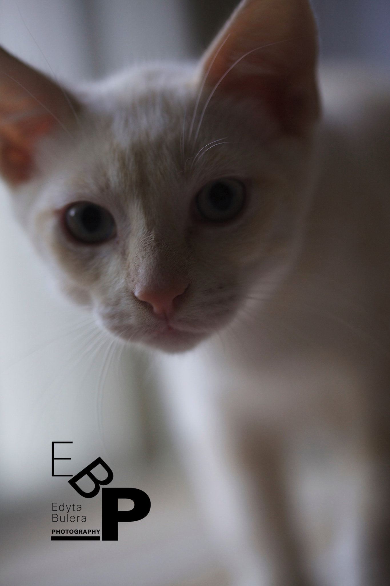 Canon EF 100mm F2.8L Macro IS USM sample photo. My kitty snowy photography