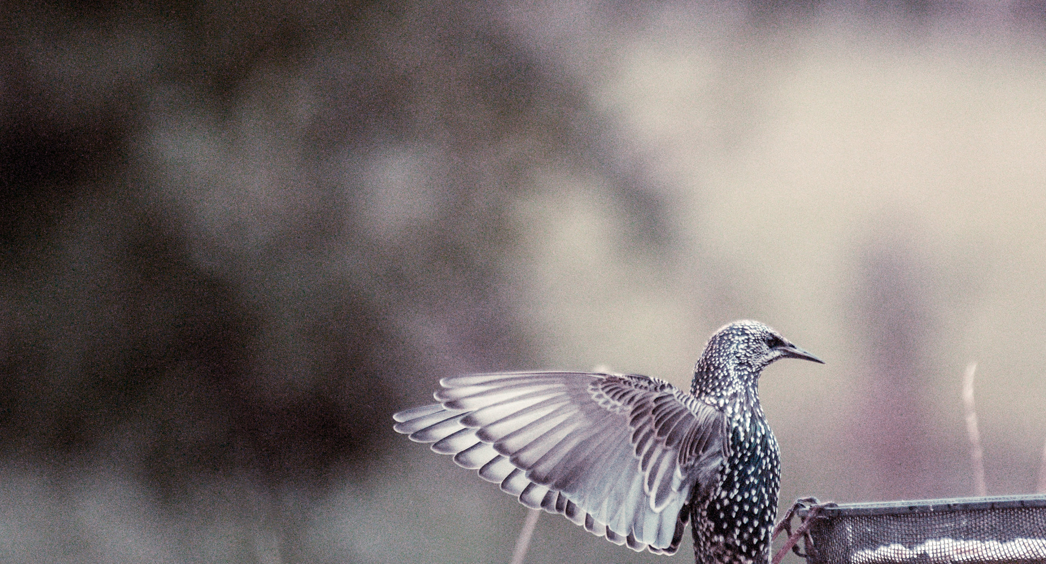 AF Zoom-Nikkor 80-200mm f/2.8 ED sample photo. Hungry photography