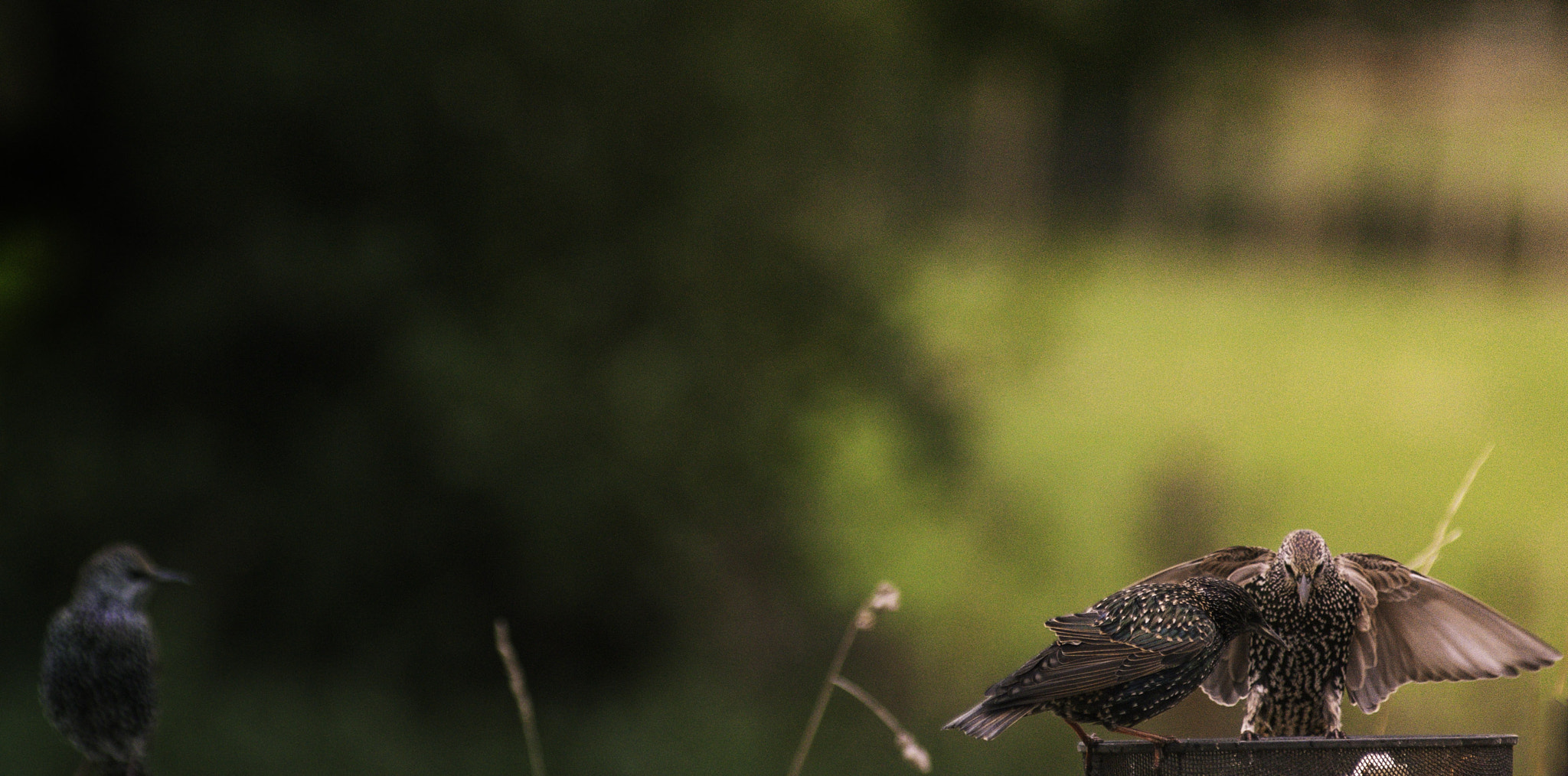 AF Zoom-Nikkor 80-200mm f/2.8 ED sample photo. Sharing photography