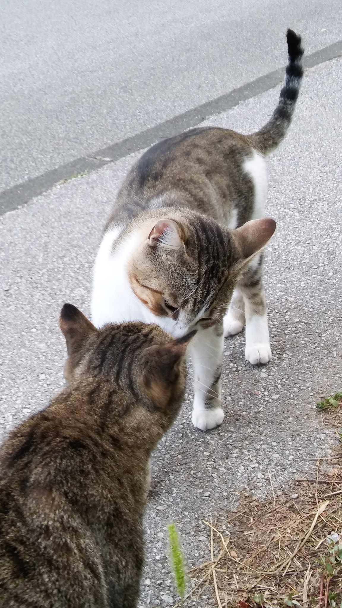 LG H650E sample photo. Cat kiss photography