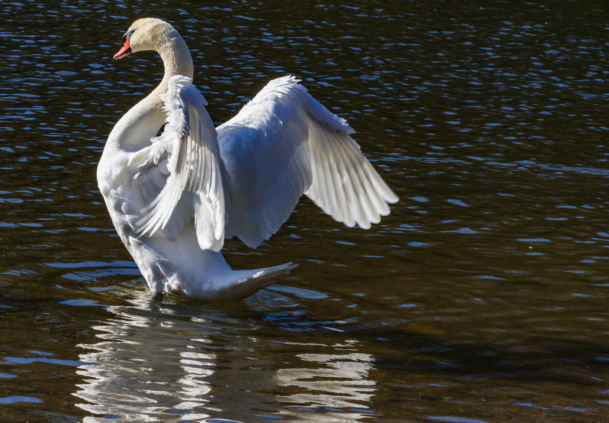 Canon EF 70-300mm F4-5.6 IS USM sample photo. Mute swan photography