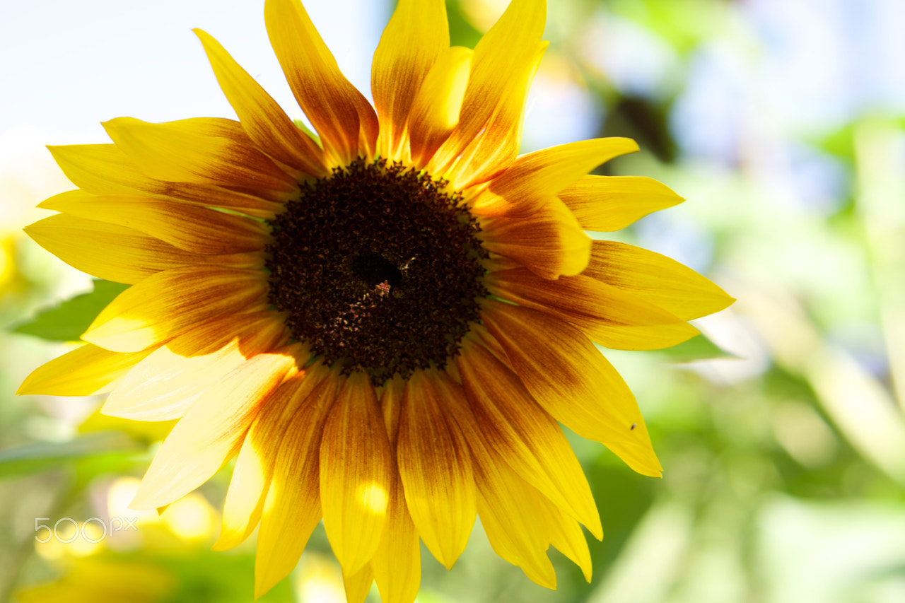 Sony Alpha NEX-7 + E 50mm F1.8 OSS sample photo. Sunflower photography