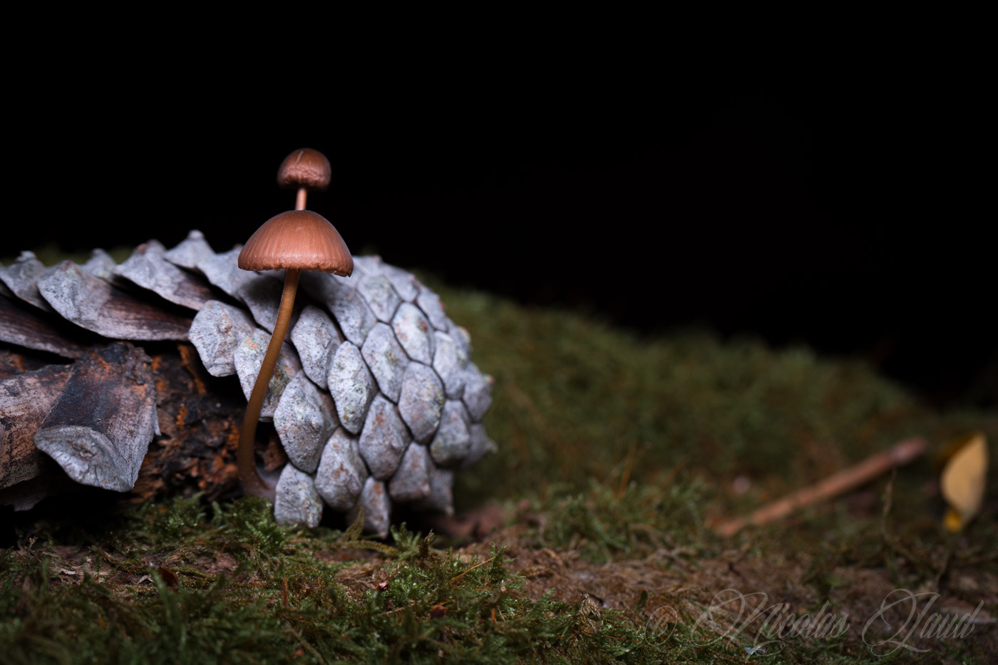 Canon EF 100mm F2.8L Macro IS USM sample photo. Little parasitic fungus photography