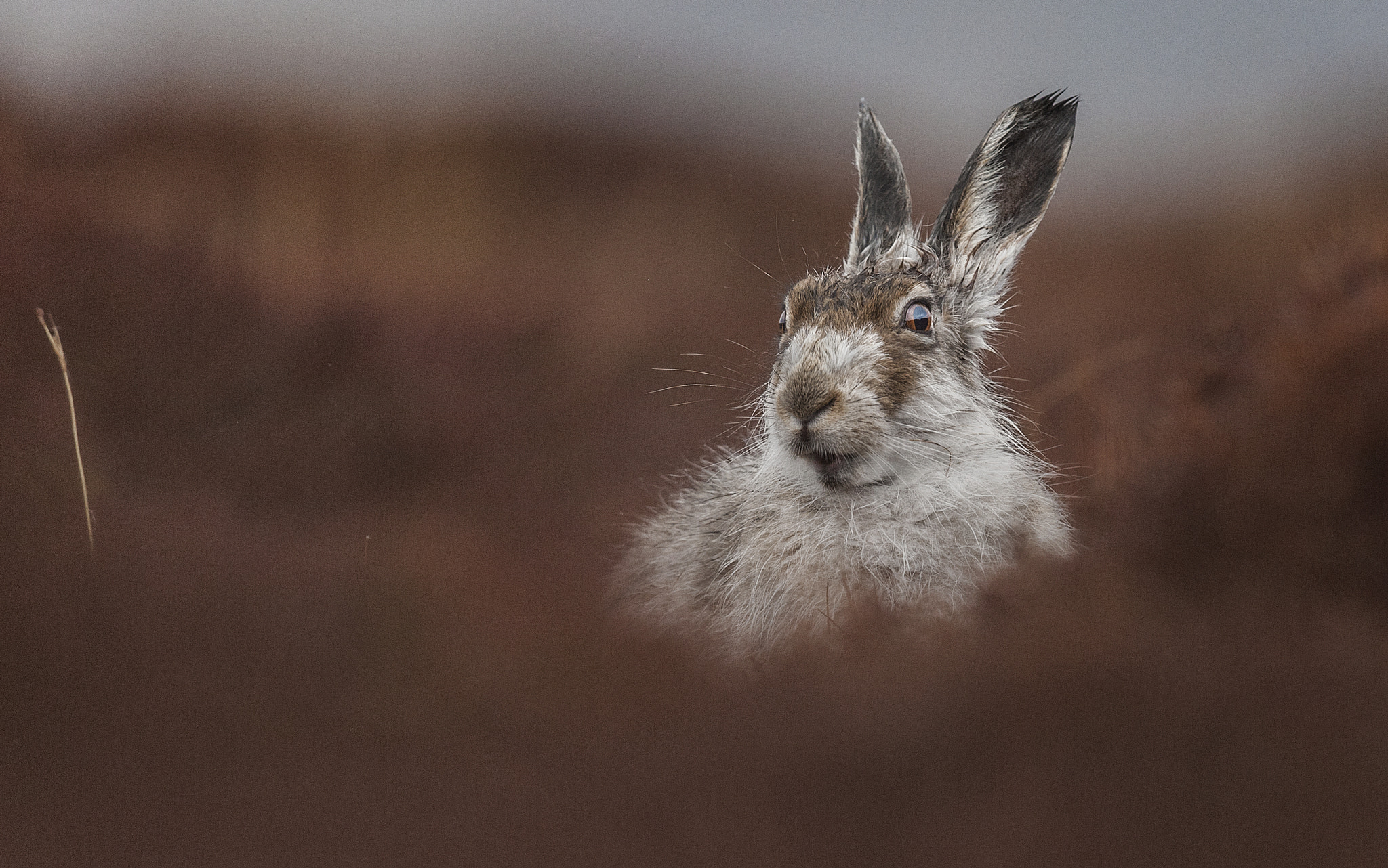 Nikon D700 + Nikon AF-S Nikkor 500mm F4G ED VR sample photo. Mountain hare portrait photography