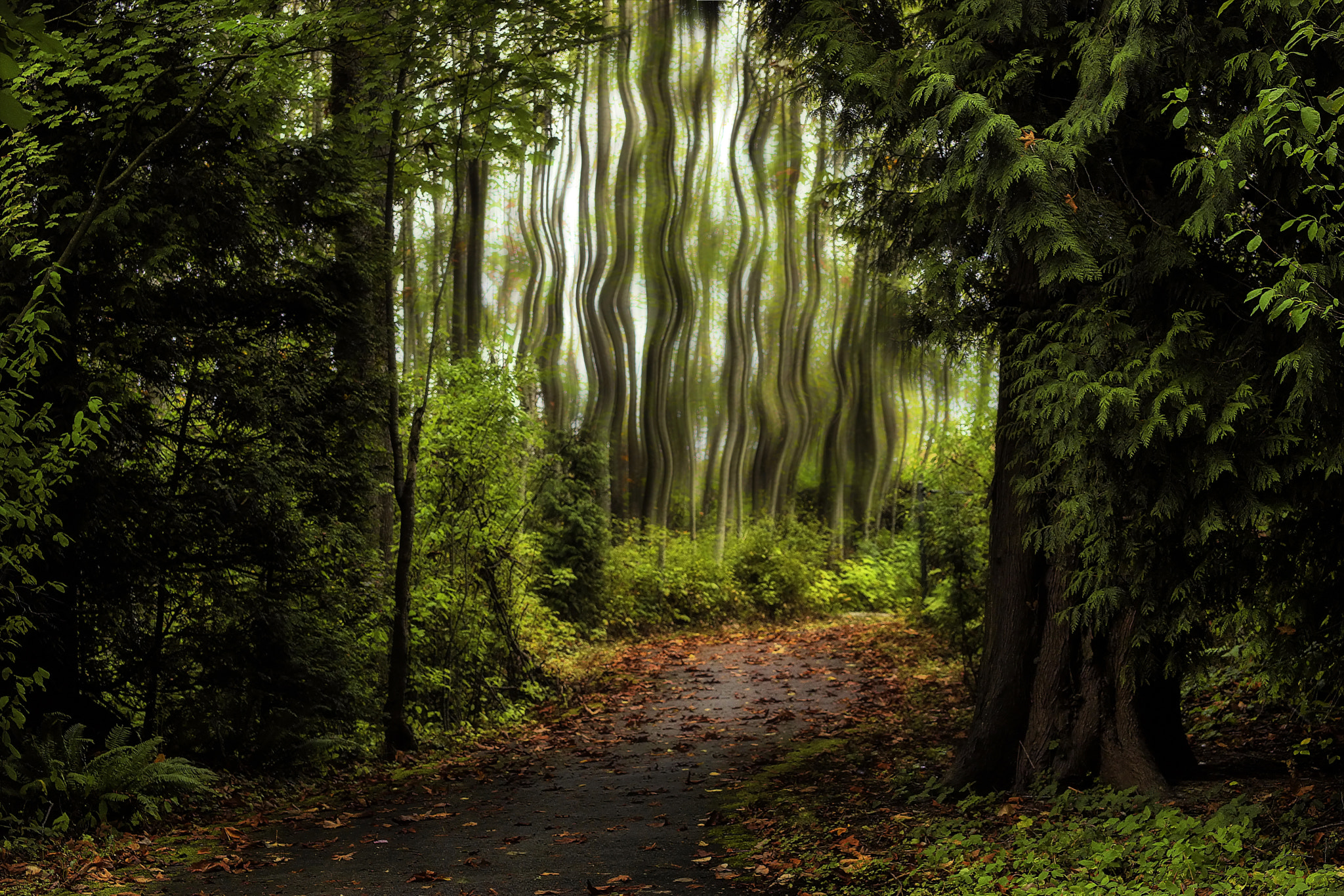 Sony DT 55-300mm F4.5-5.6 SAM sample photo. Forest dream photography
